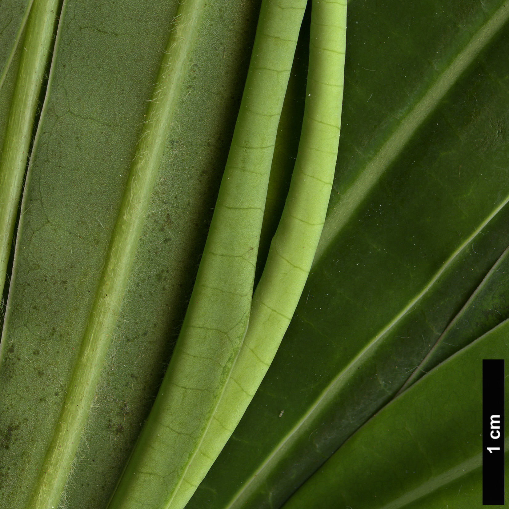 High resolution image: Family: Euphorbiaceae - Genus: Euphorbia - Taxon: mellifera