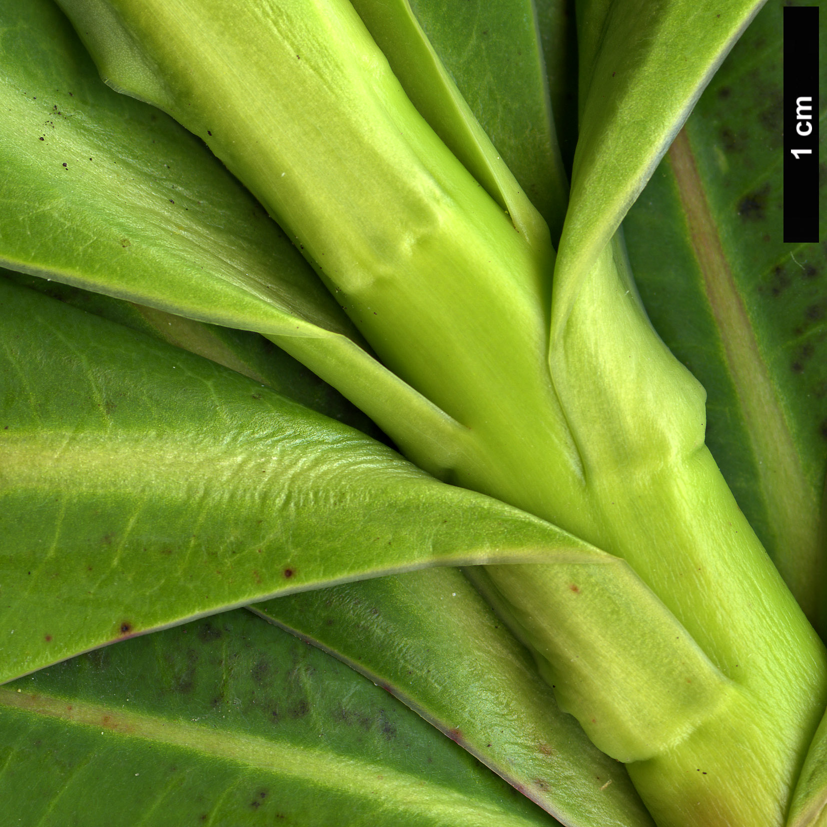 High resolution image: Family: Euphorbiaceae - Genus: Euphorbia - Taxon: stygiana