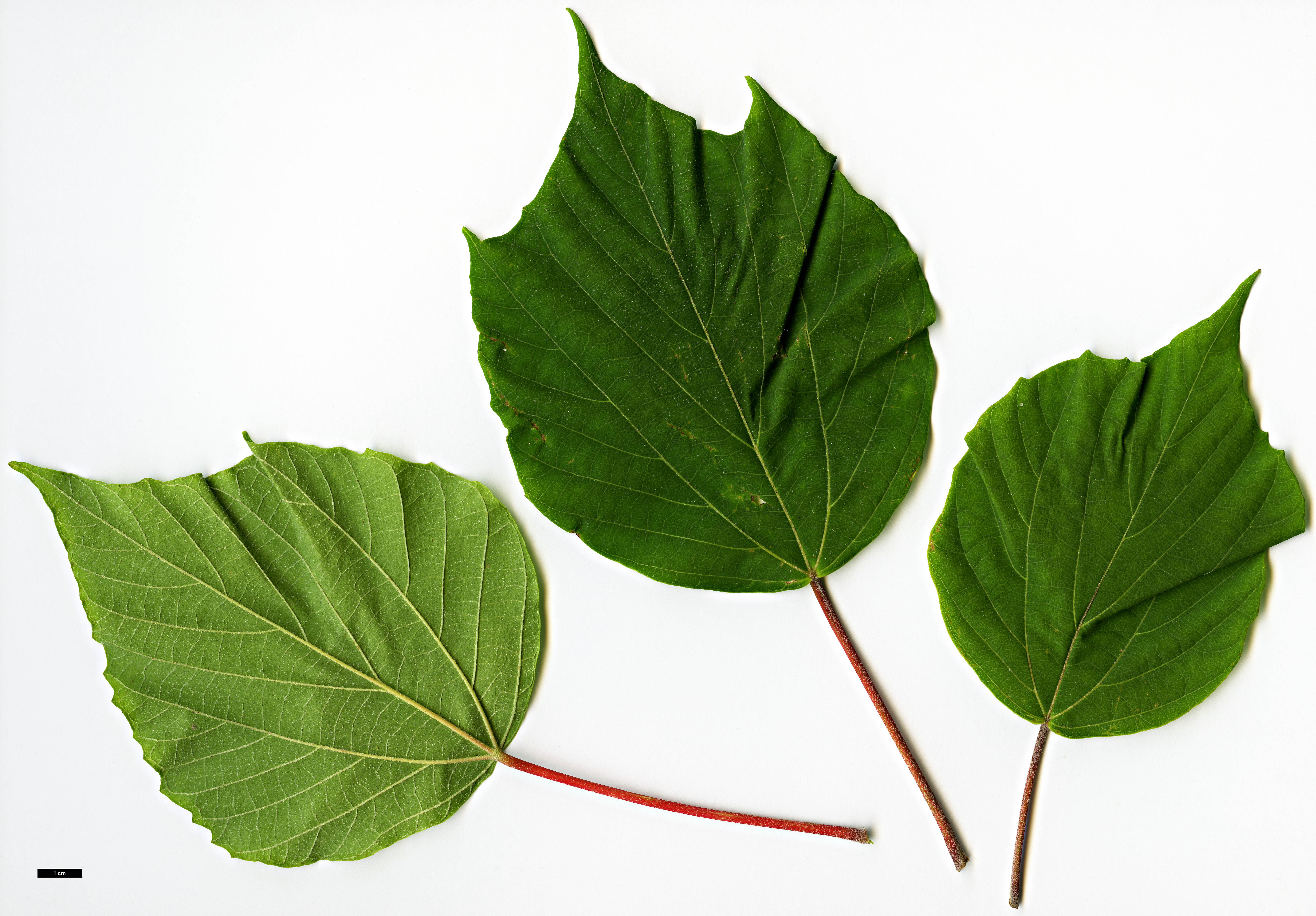 High resolution image: Family: Euphorbiaceae - Genus: Mallotus - Taxon: japonicus