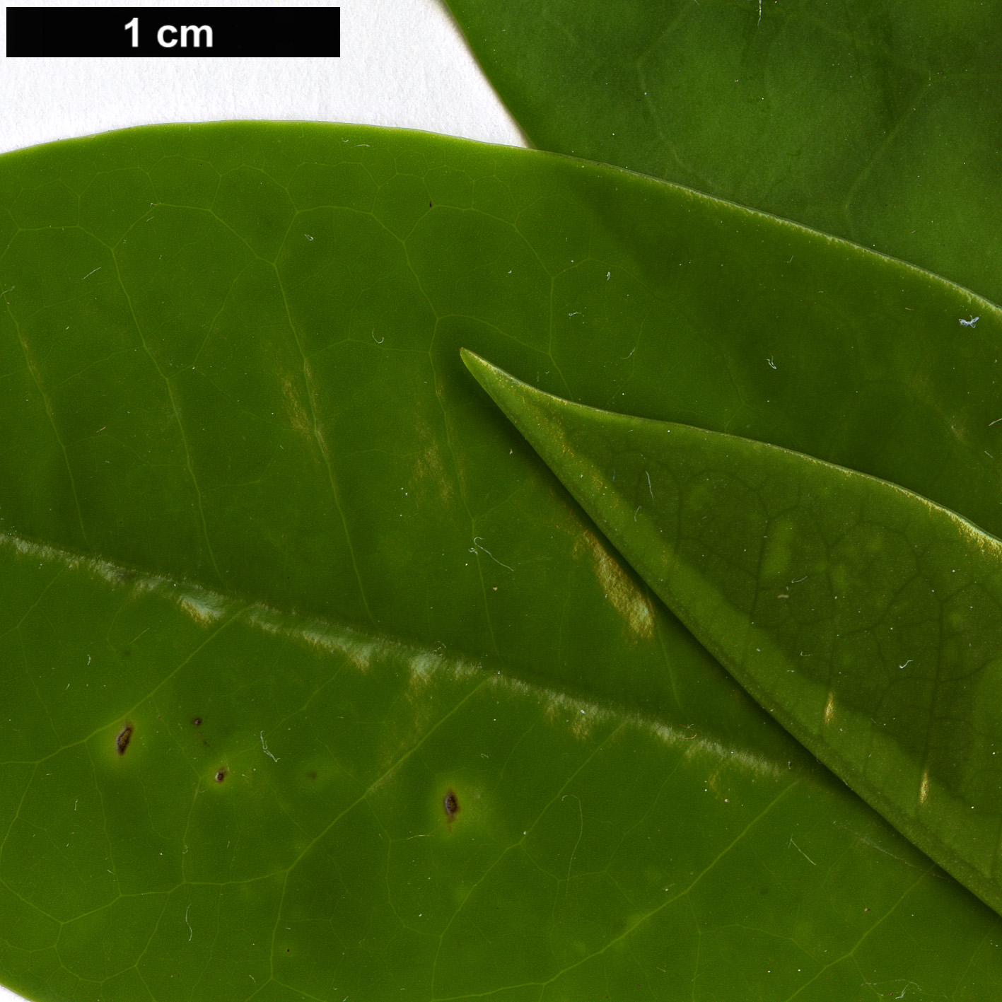 High resolution image: Family: Eupomatiaceae - Genus: Eupomatia - Taxon: laurina