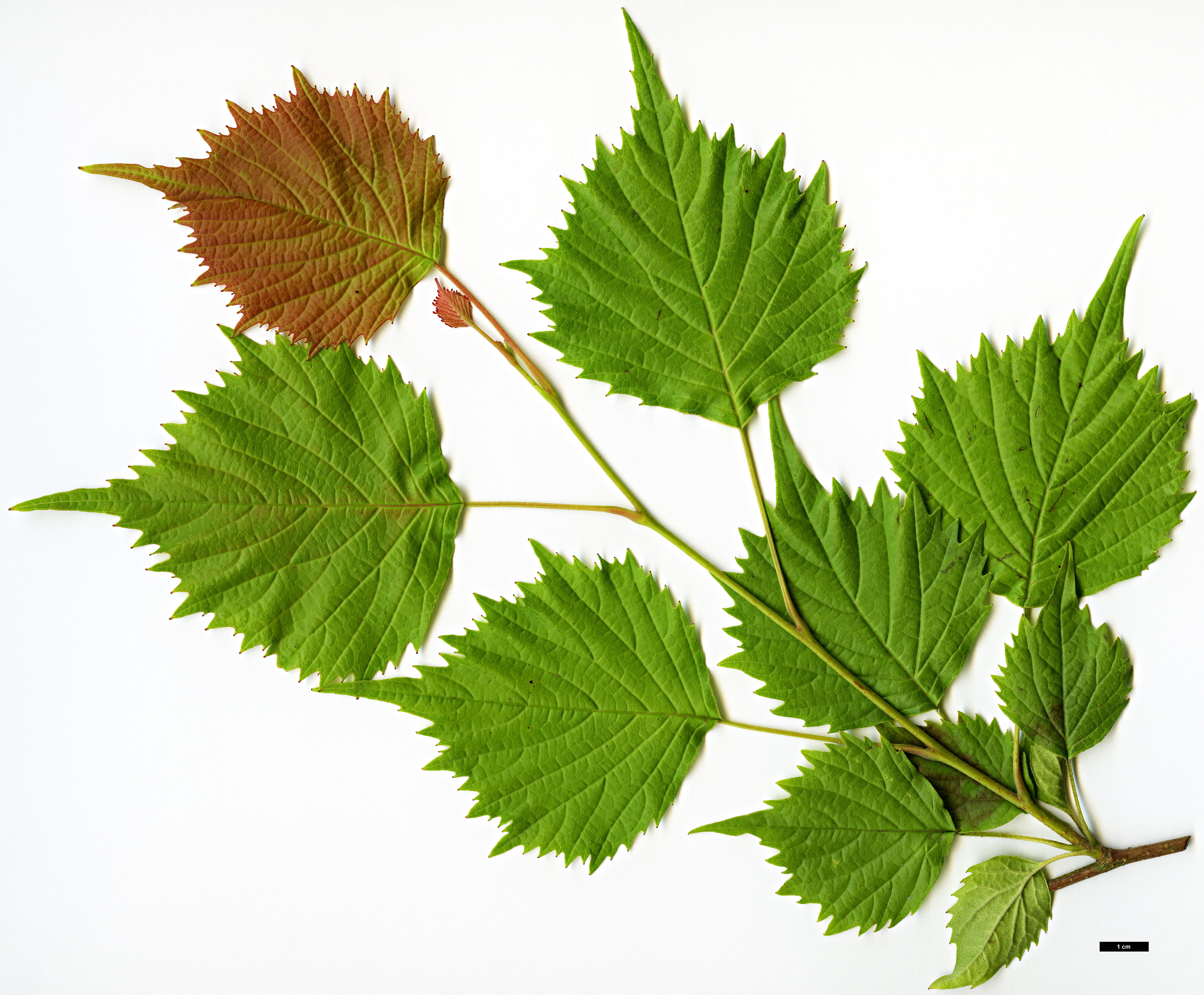 High resolution image: Family: Eupteleaceae - Genus: Euptelea - Taxon: polyandra