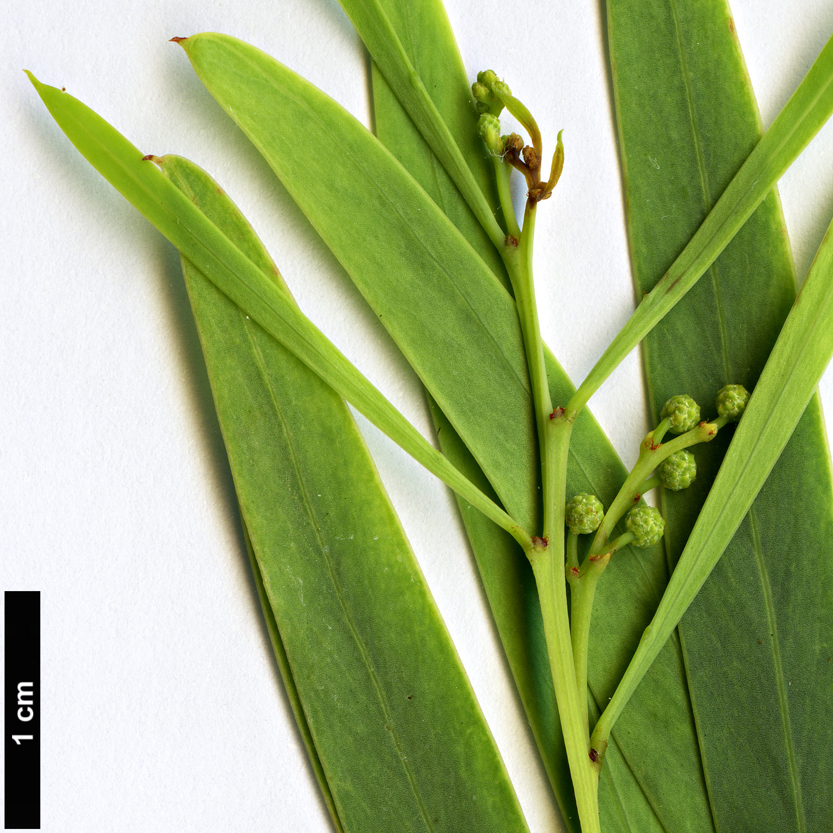 High resolution image: Family: Fabaceae - Genus: Acacia - Taxon: cuthbertsonii