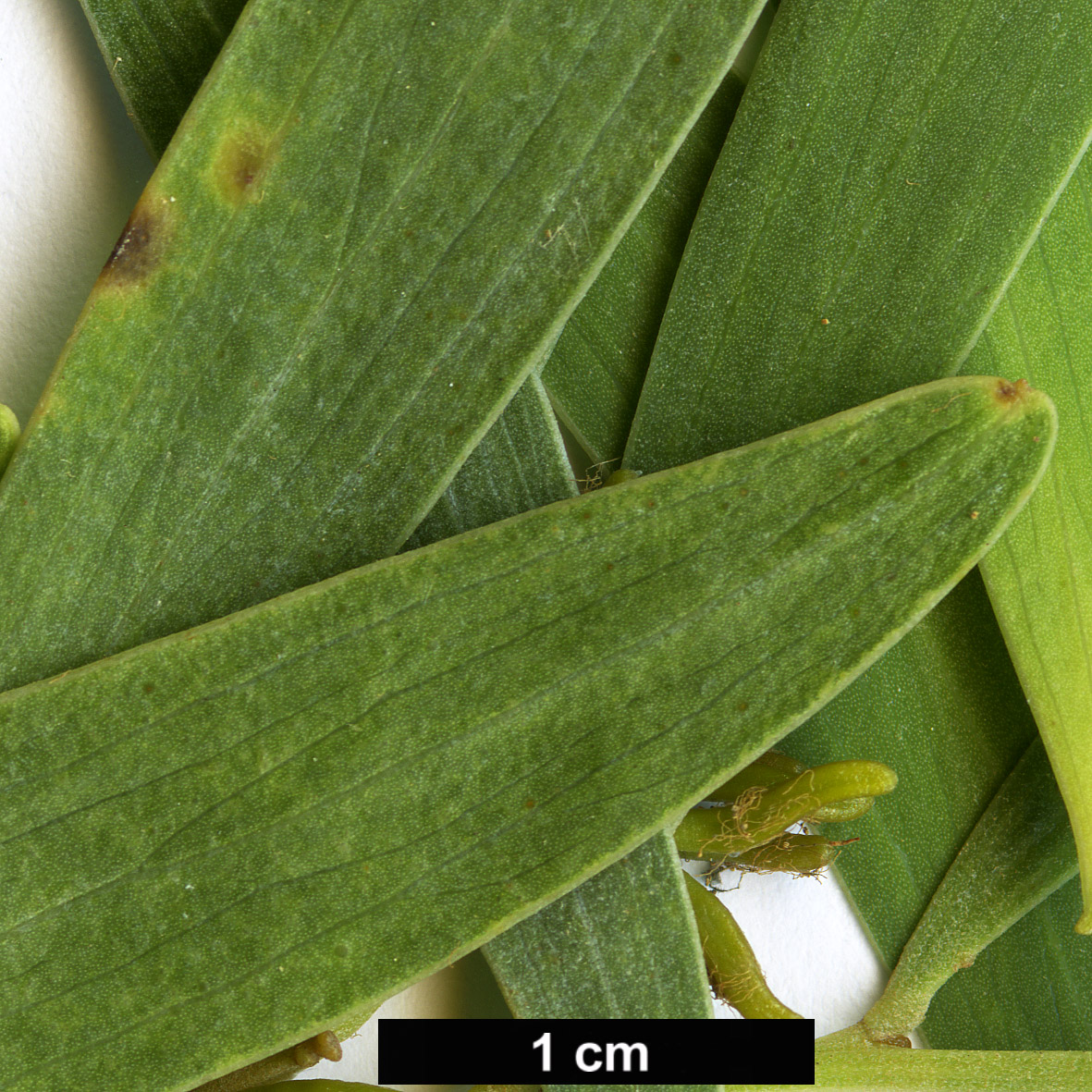 High resolution image: Family: Fabaceae - Genus: Acacia - Taxon: cyclops