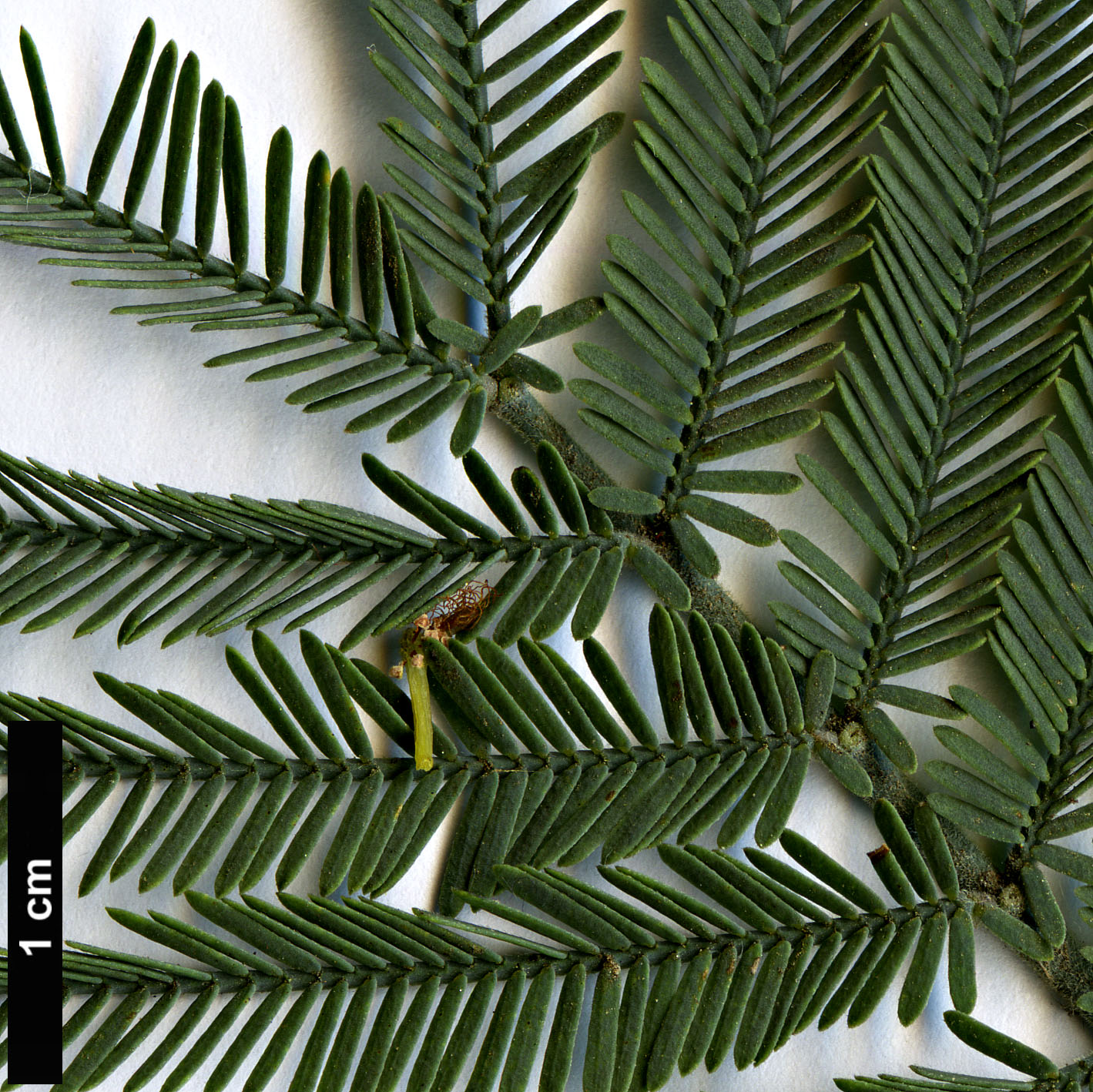 High resolution image: Family: Fabaceae - Genus: Acacia - Taxon: dealbata