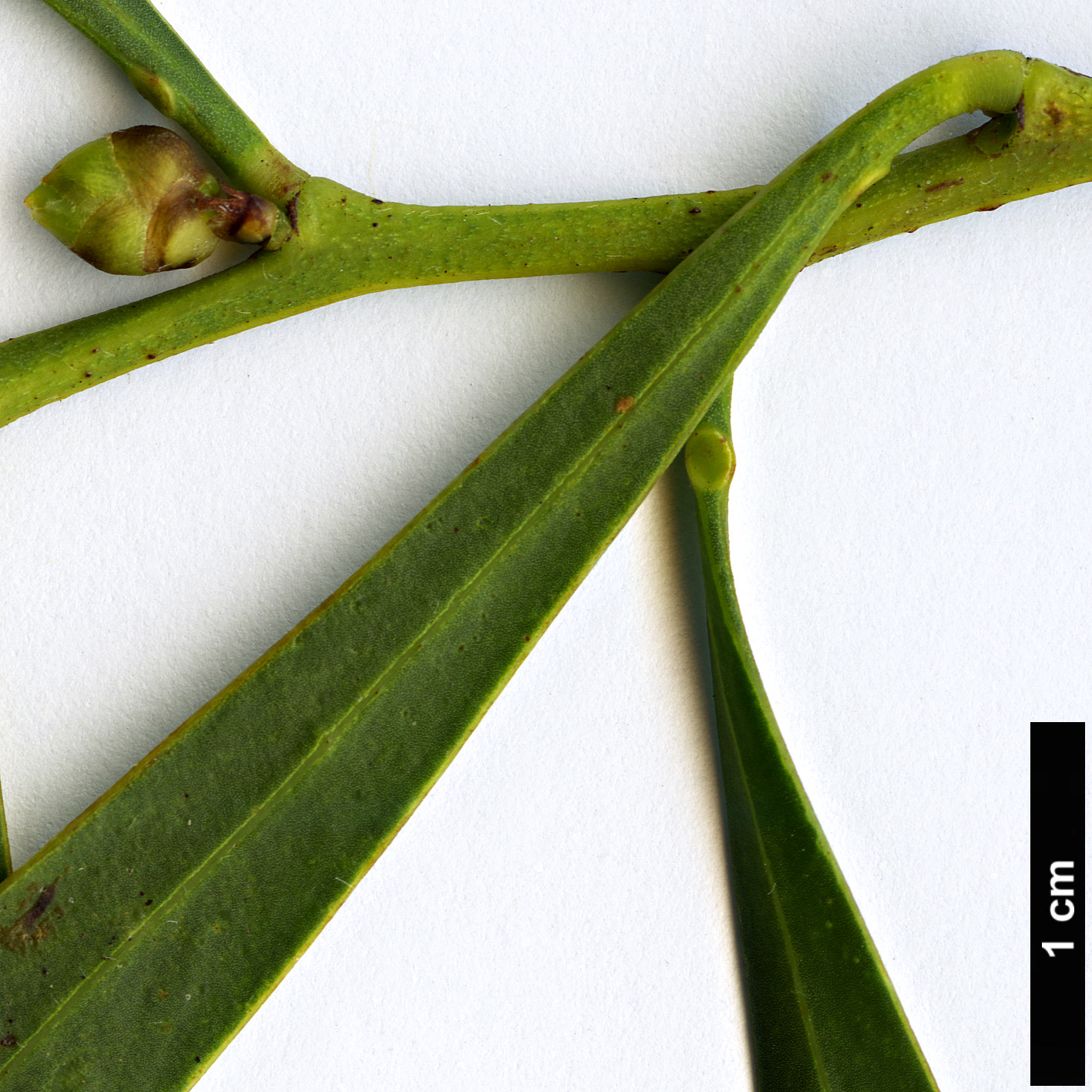 High resolution image: Family: Fabaceae - Genus: Acacia - Taxon: saligna