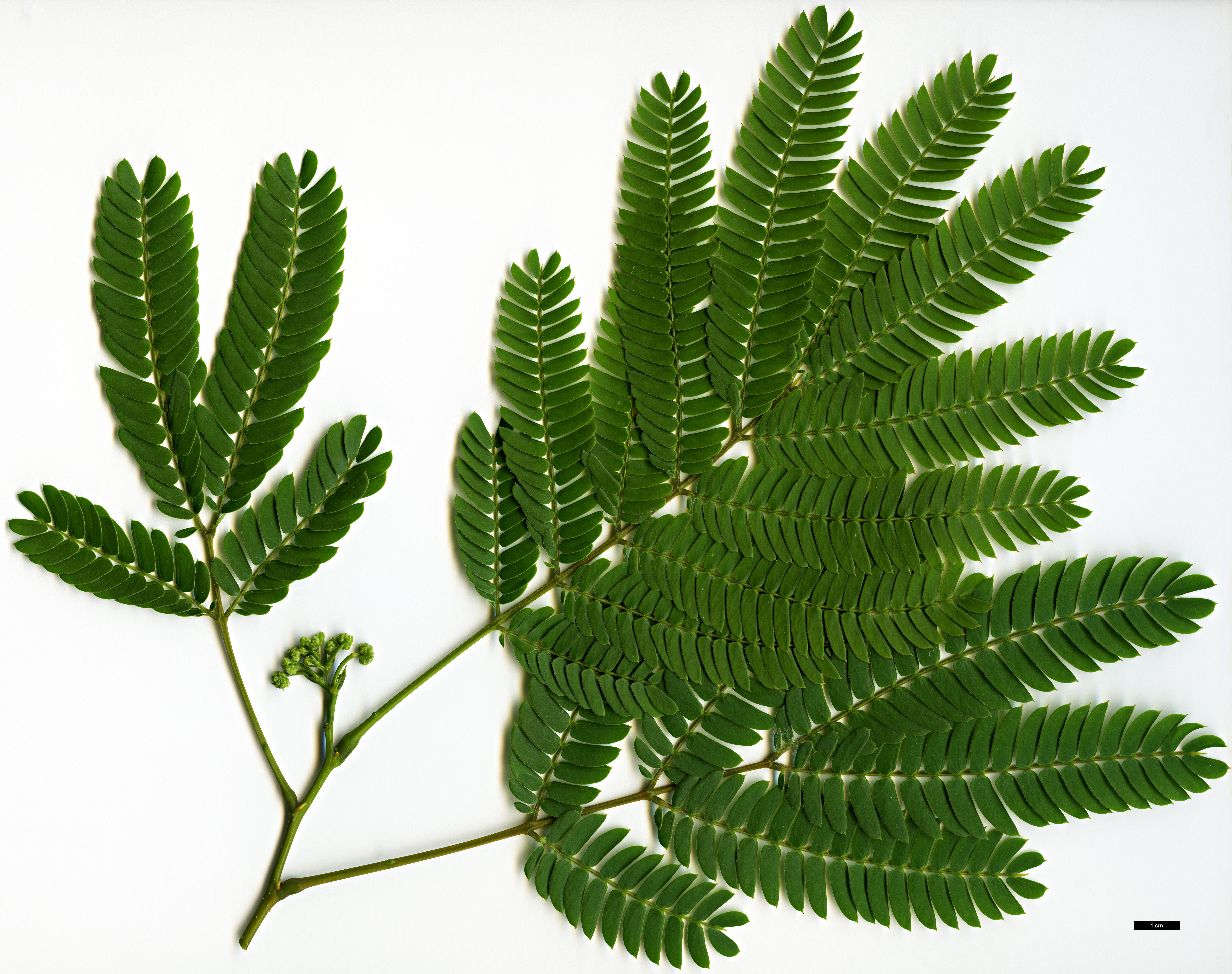 High resolution image: Family: Fabaceae - Genus: Albizia - Taxon: julibrissin