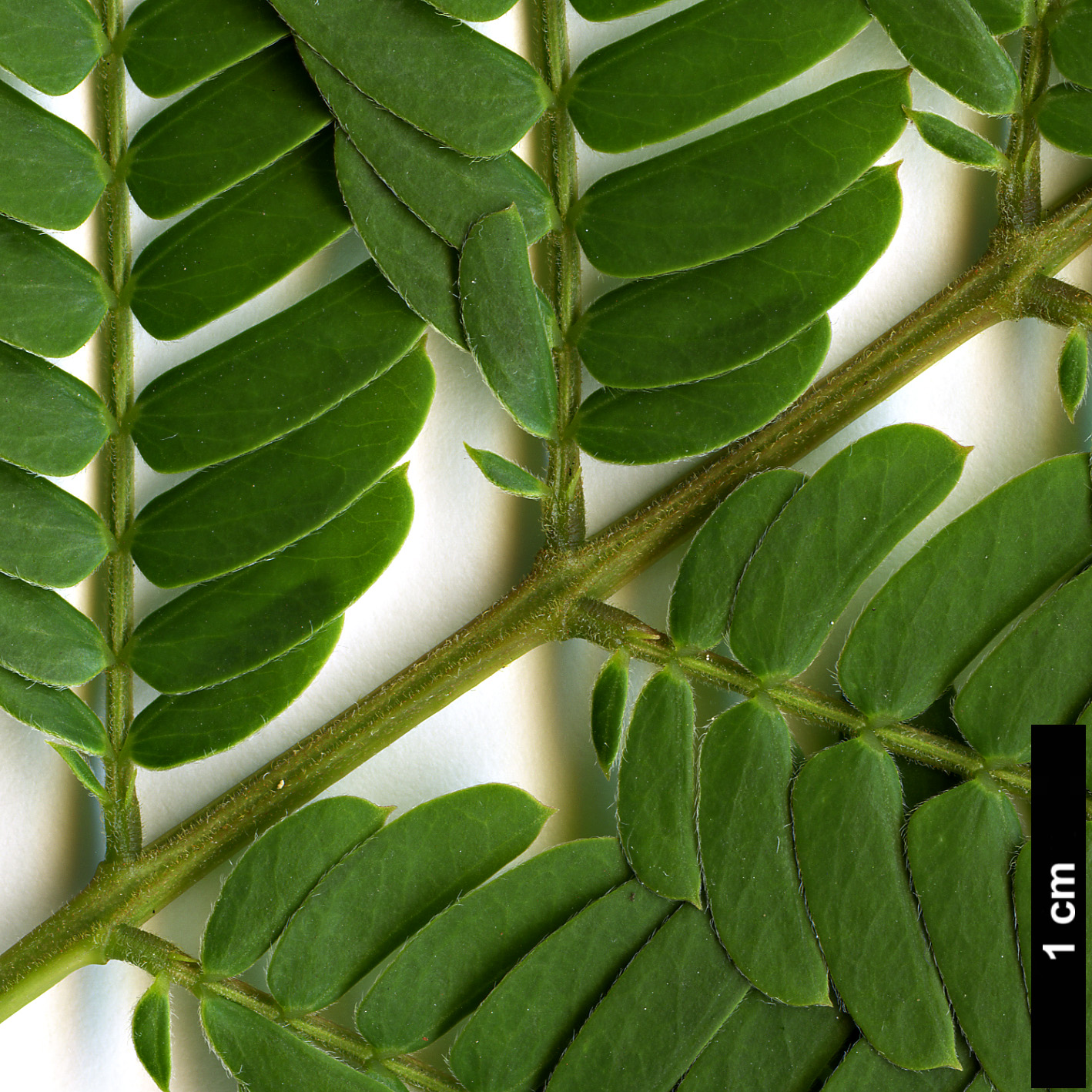 High resolution image: Family: Fabaceae - Genus: Albizia - Taxon: julibrissin