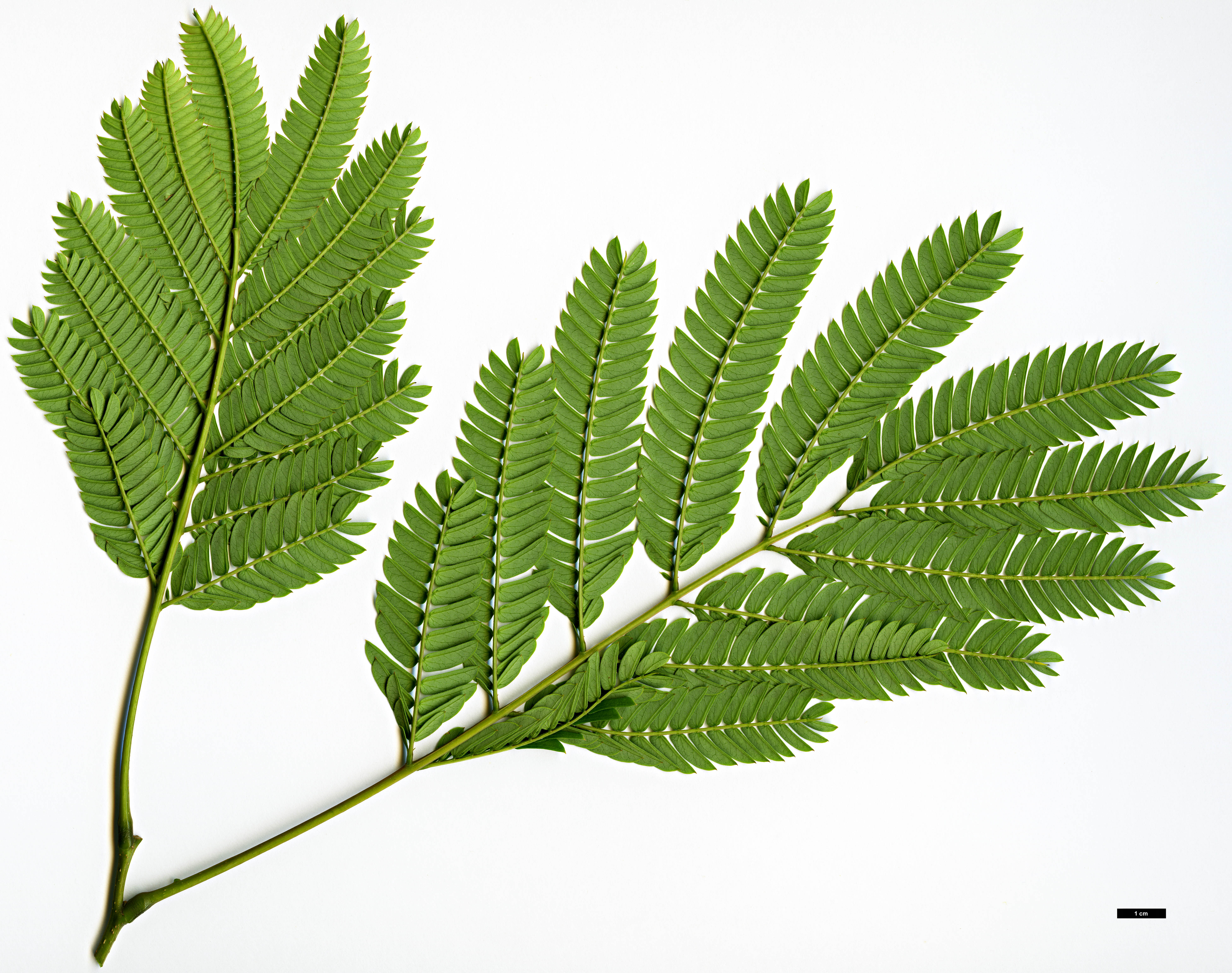 High resolution image: Family: Fabaceae - Genus: Albizia - Taxon: julibrissin