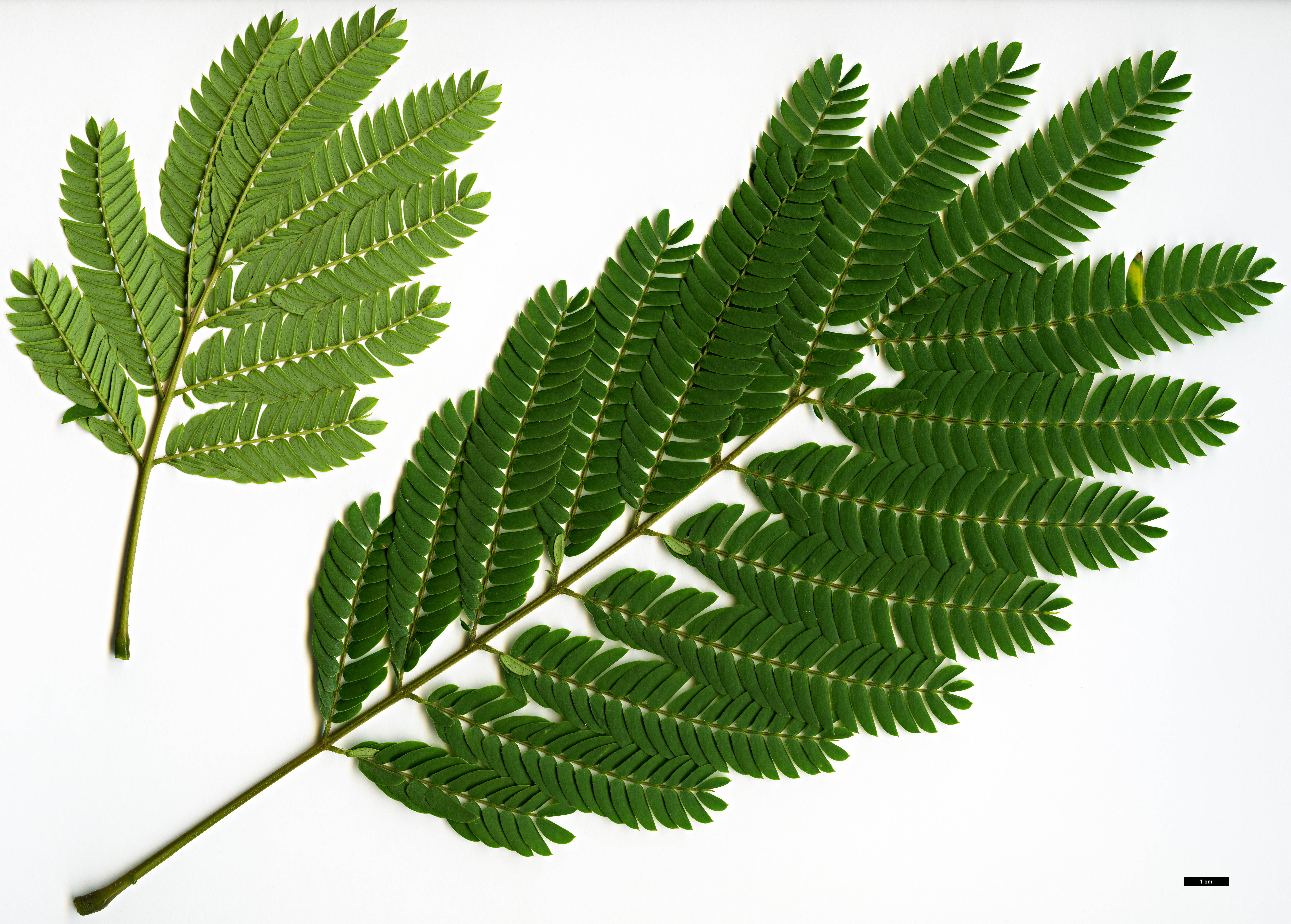 High resolution image: Family: Fabaceae - Genus: Albizia - Taxon: julibrissin