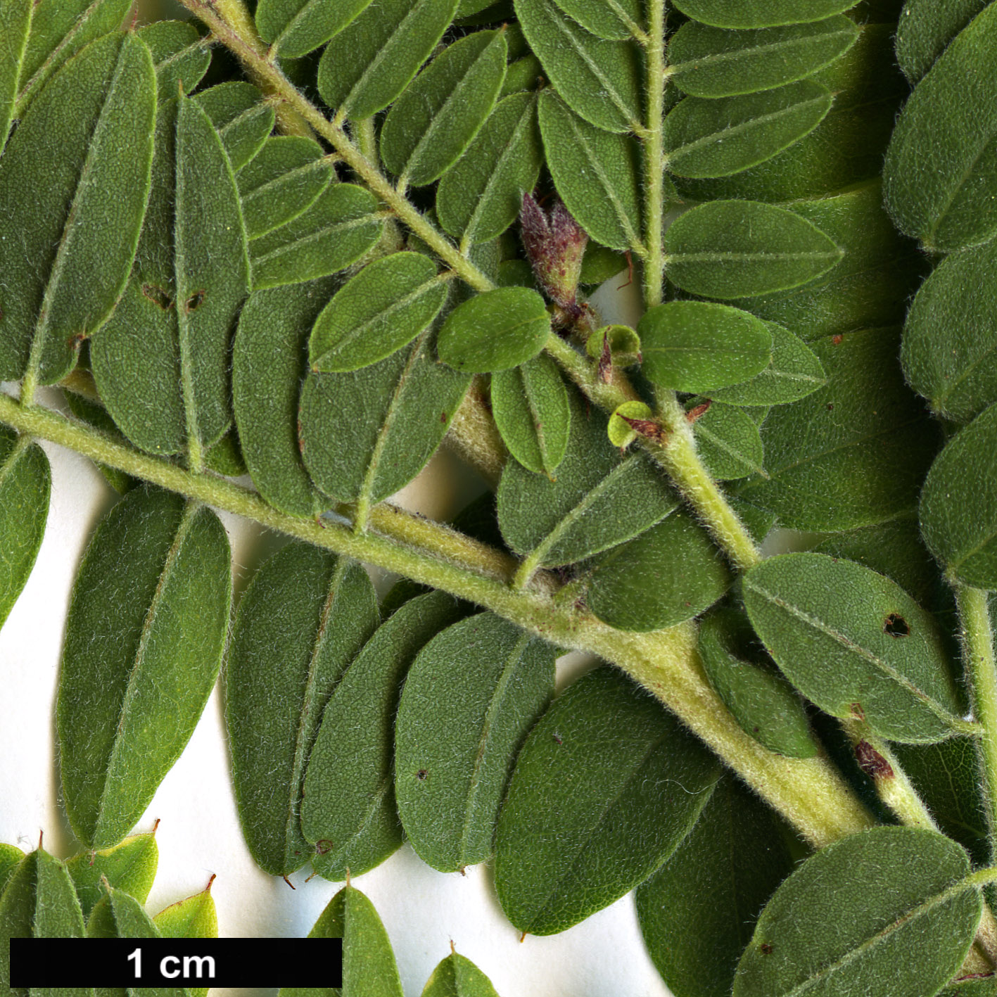 High resolution image: Family: Fabaceae - Genus: Amorpha - Taxon: canescens