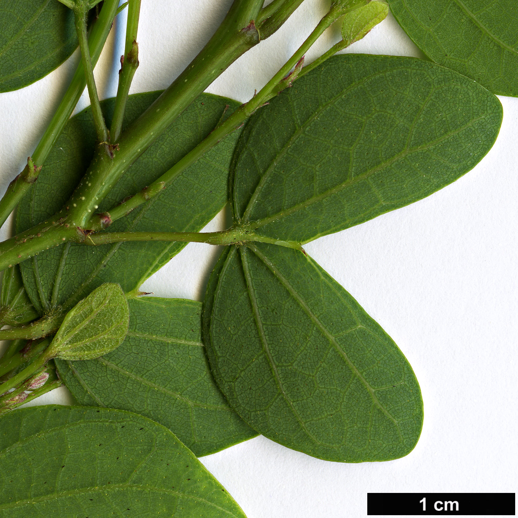 High resolution image: Family: Fabaceae - Genus: Bauhinia - Taxon: bowkeri