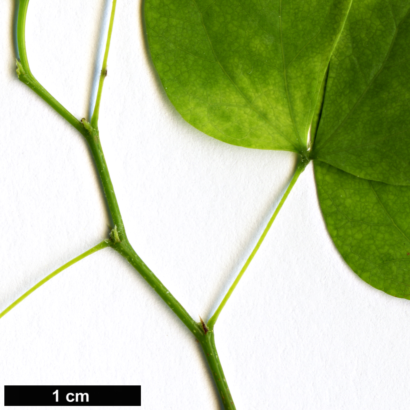 High resolution image: Family: Fabaceae - Genus: Bauhinia - Taxon: natalensis