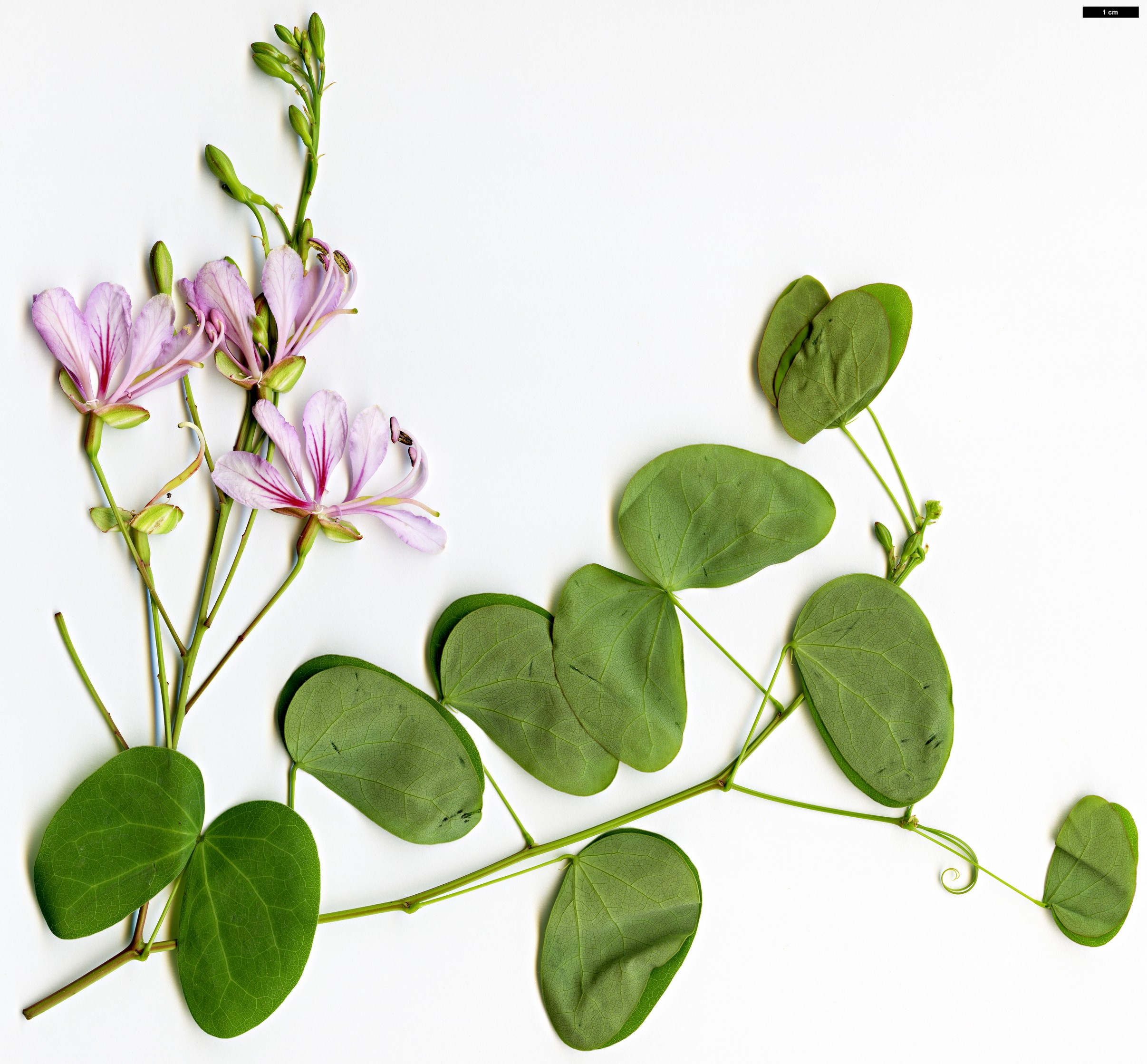 High resolution image: Family: Fabaceae - Genus: Bauhinia - Taxon: yunnanensis