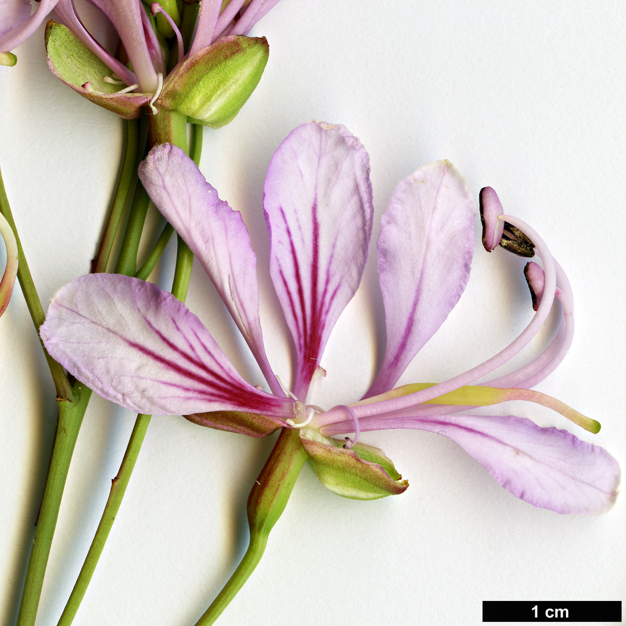 High resolution image: Family: Fabaceae - Genus: Bauhinia - Taxon: yunnanensis