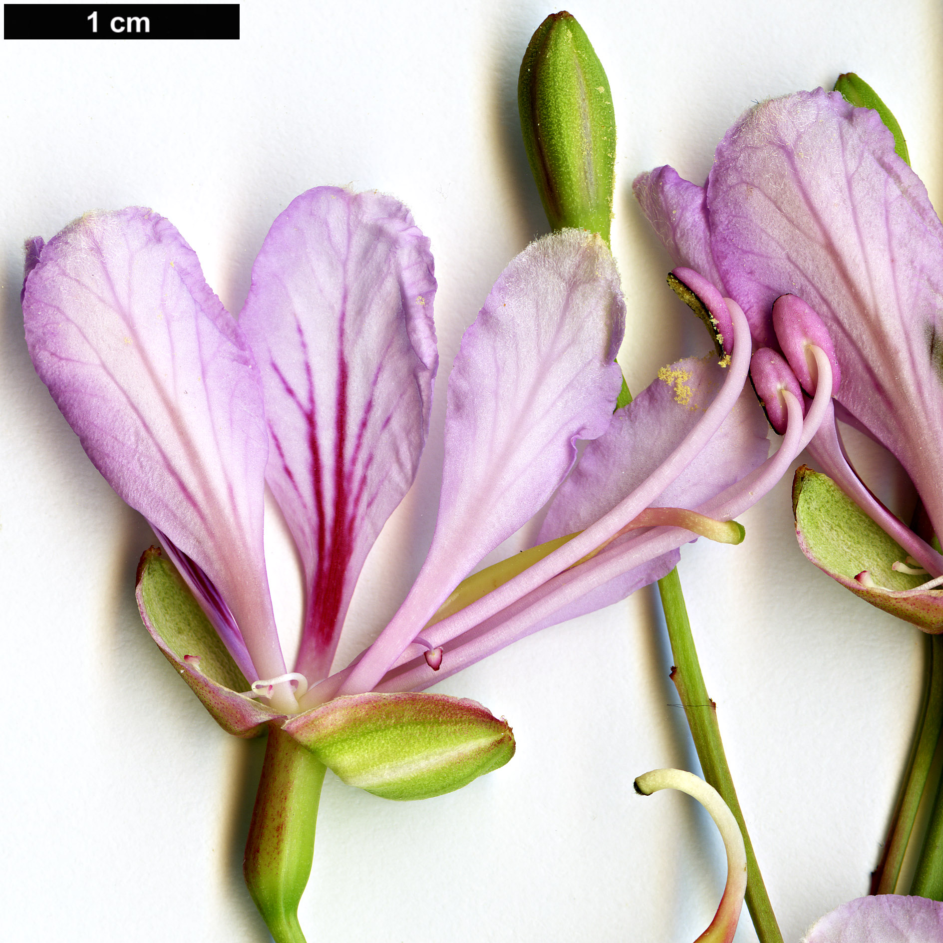 High resolution image: Family: Fabaceae - Genus: Bauhinia - Taxon: yunnanensis