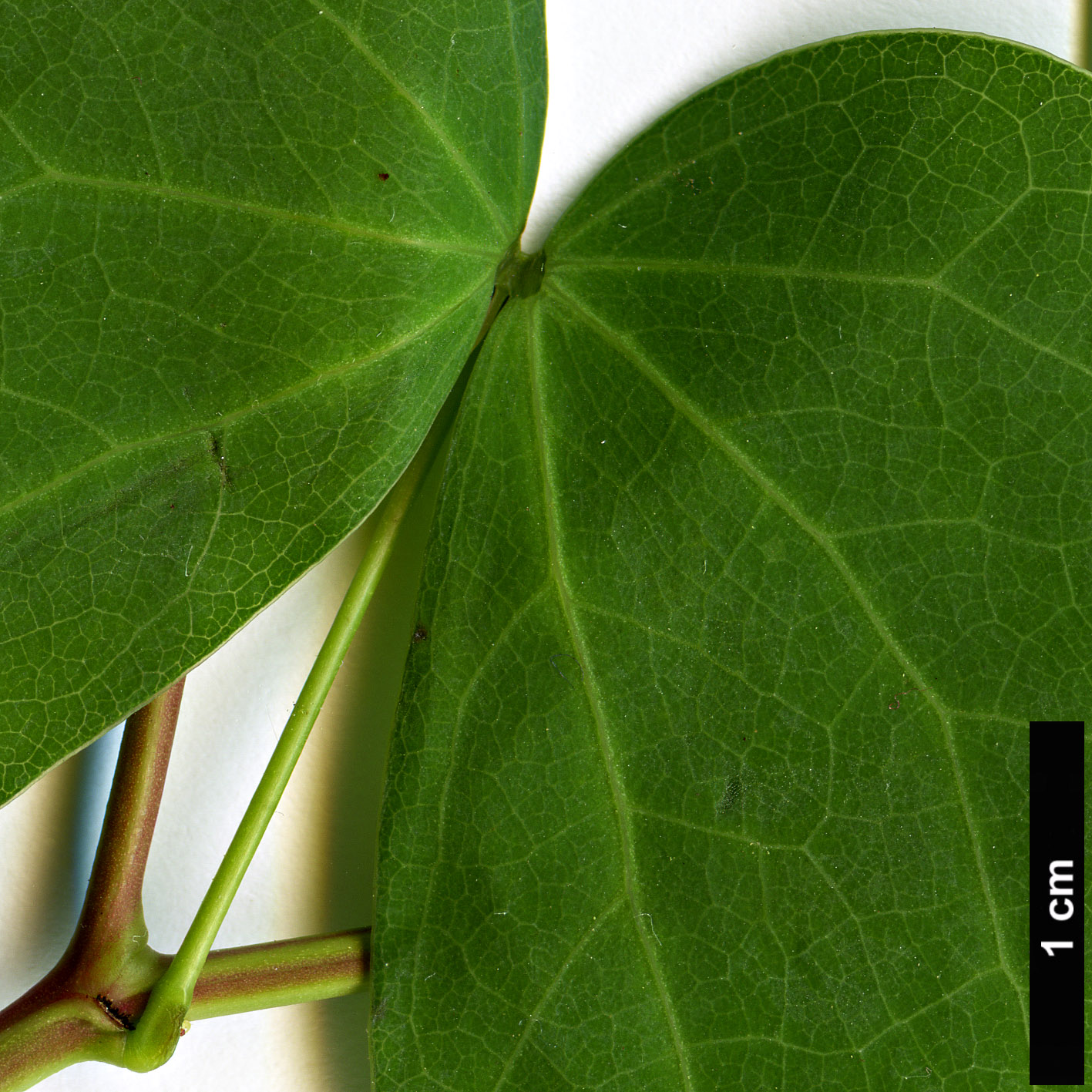 High resolution image: Family: Fabaceae - Genus: Bauhinia - Taxon: yunnanensis