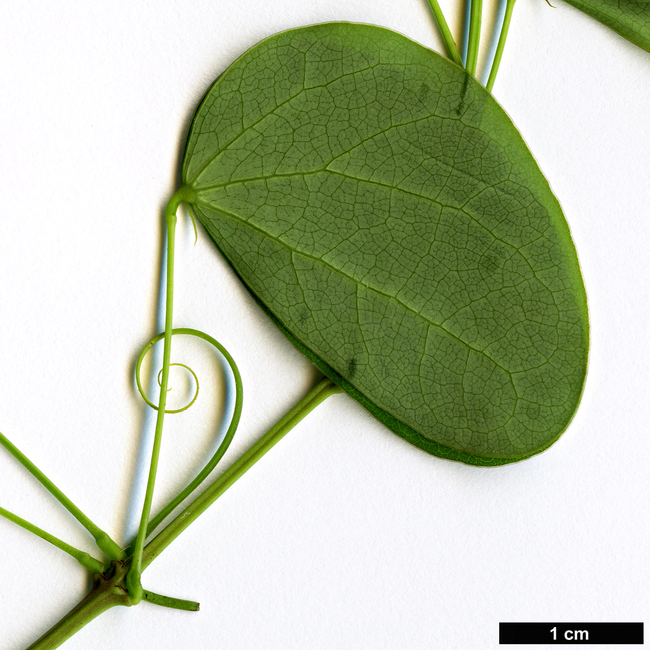 High resolution image: Family: Fabaceae - Genus: Bauhinia - Taxon: yunnanensis