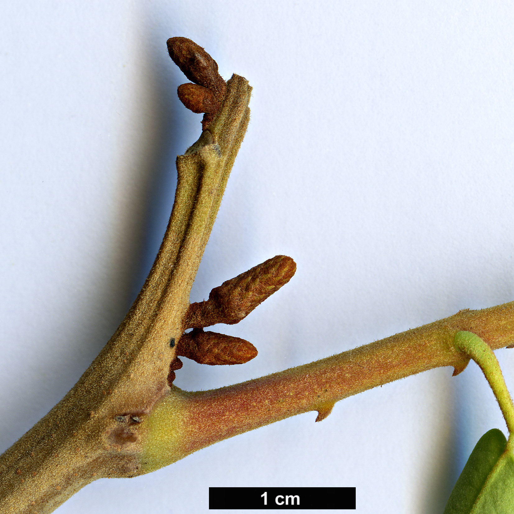 High resolution image: Family: Fabaceae - Genus: Caesalpinia - Taxon: bonduc