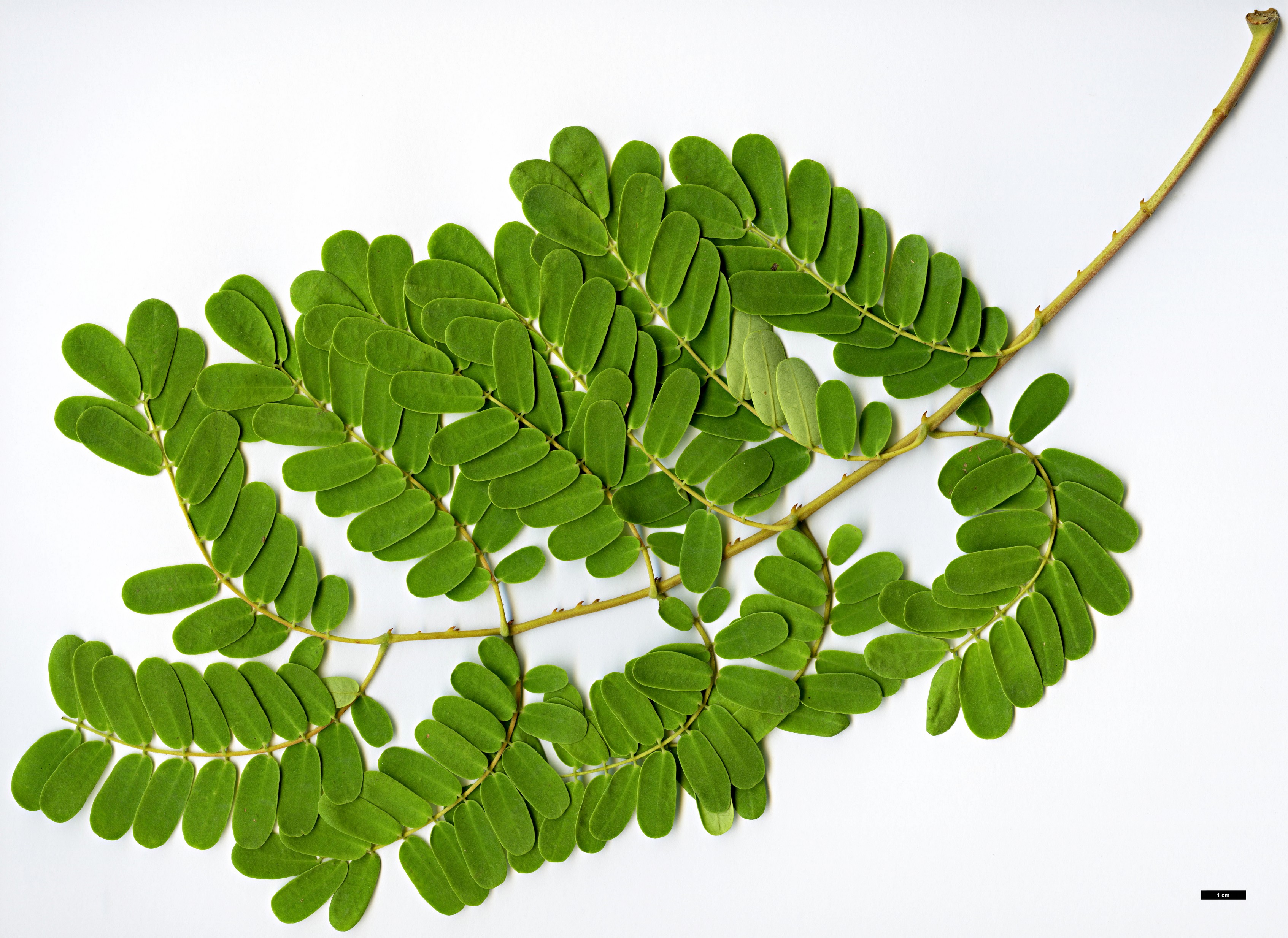 High resolution image: Family: Fabaceae - Genus: Caesalpinia - Taxon: bonduc