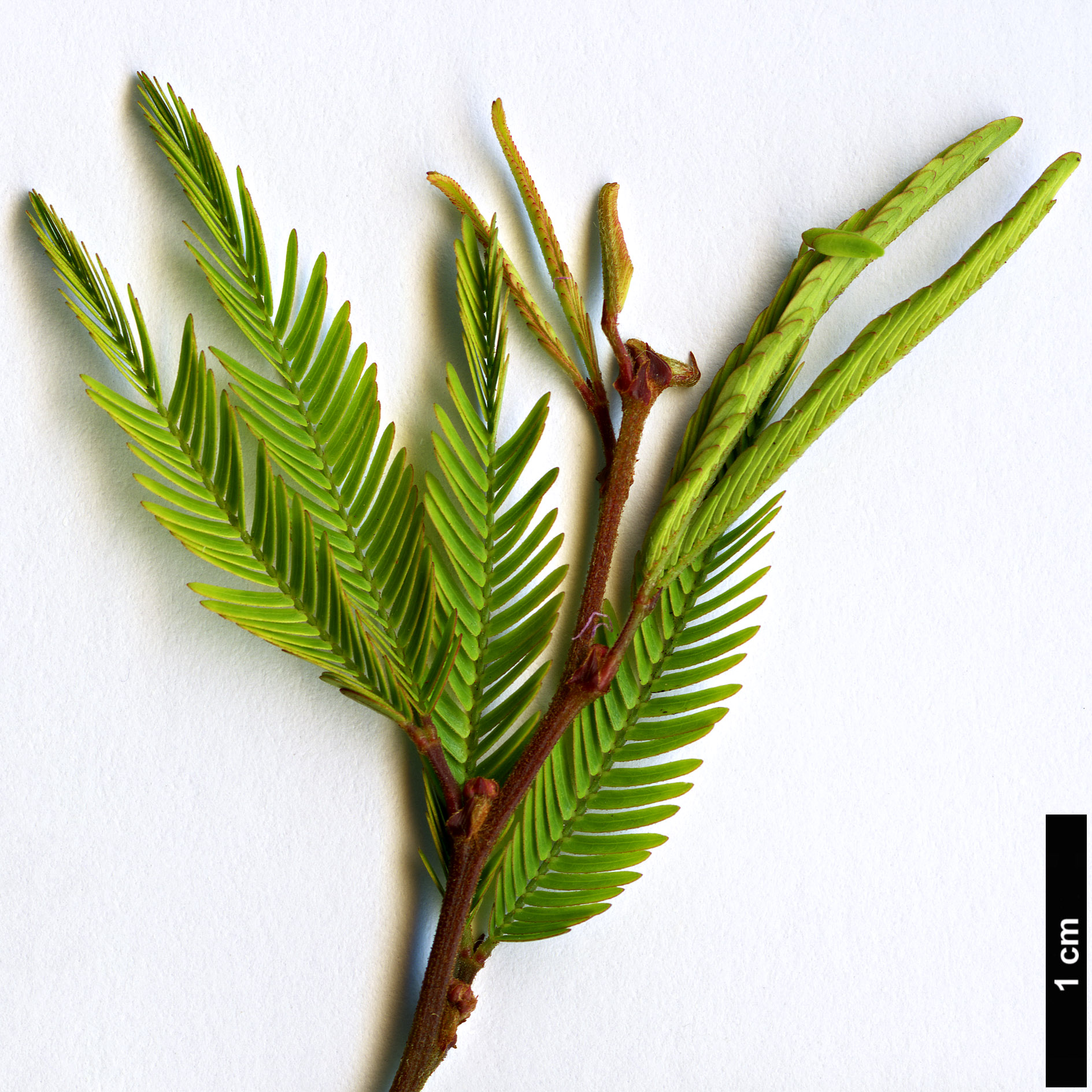 High resolution image: Family: Fabaceae - Genus: Calliandra - Taxon: selloi