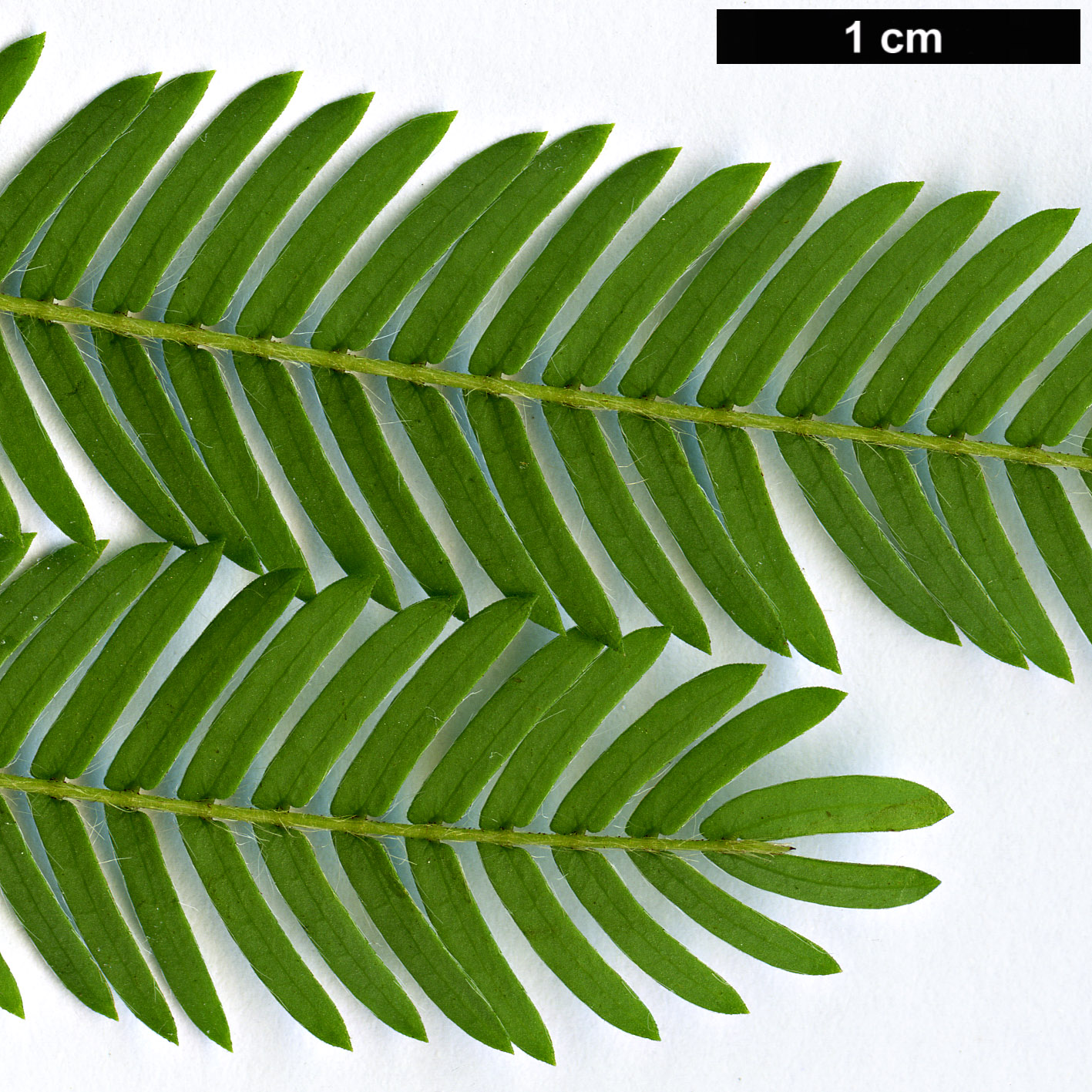 High resolution image: Family: Fabaceae - Genus: Calliandra - Taxon: tweediei