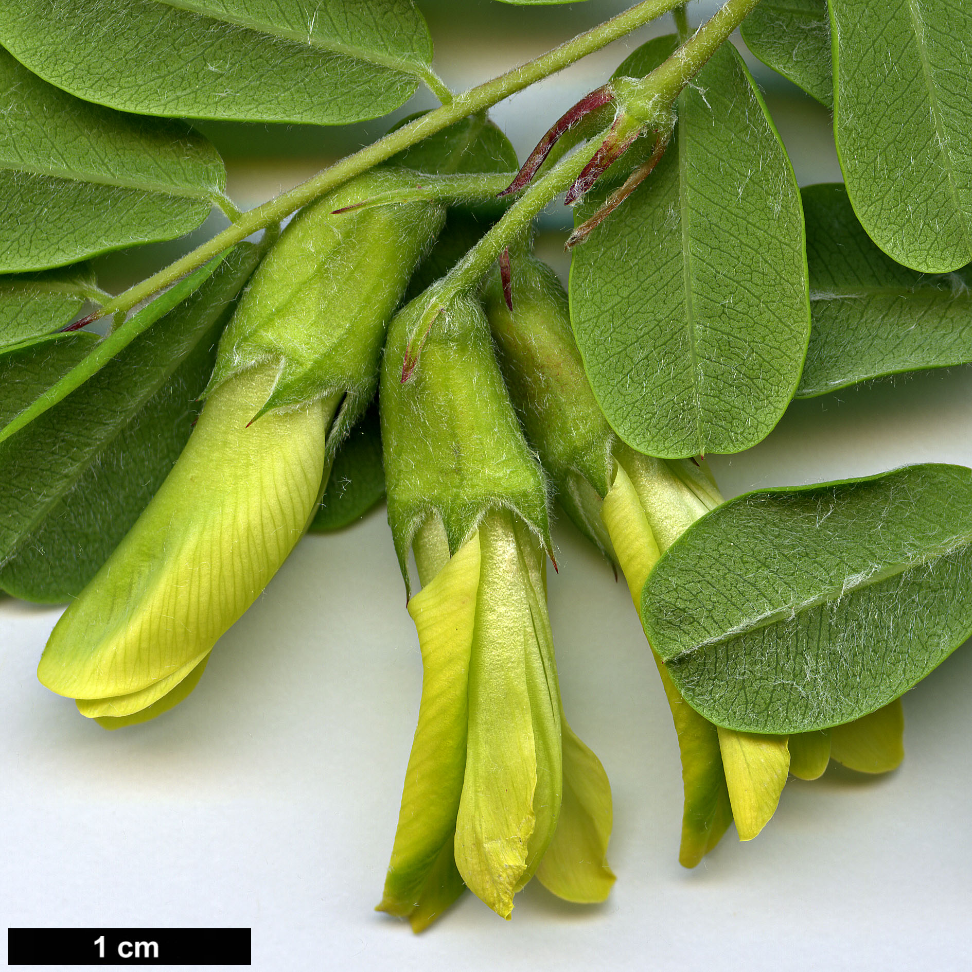 High resolution image: Family: Fabaceae - Genus: Caragana - Taxon: brevispina