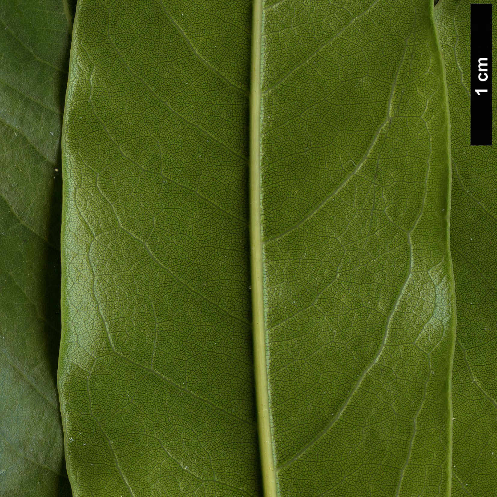 High resolution image: Family: Fabaceae - Genus: Castanospermum - Taxon: australe