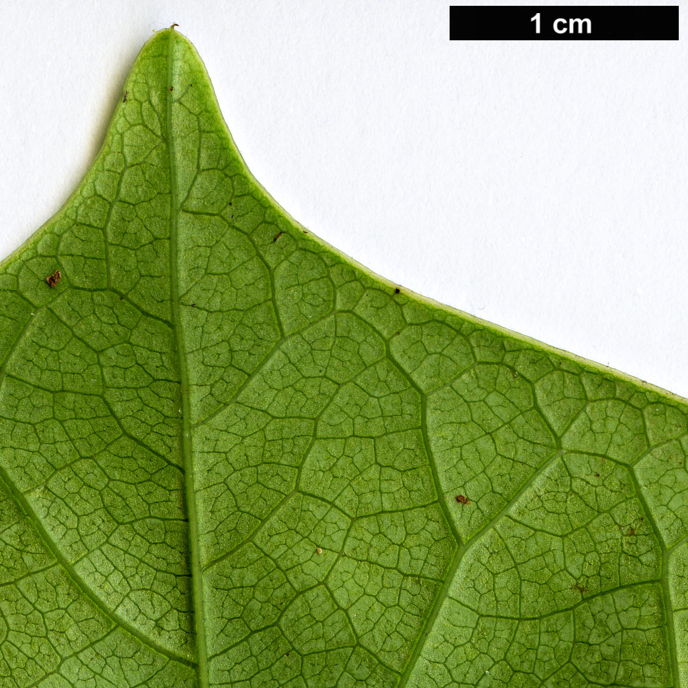 High resolution image: Family: Fabaceae - Genus: Cercis - Taxon: gigantea