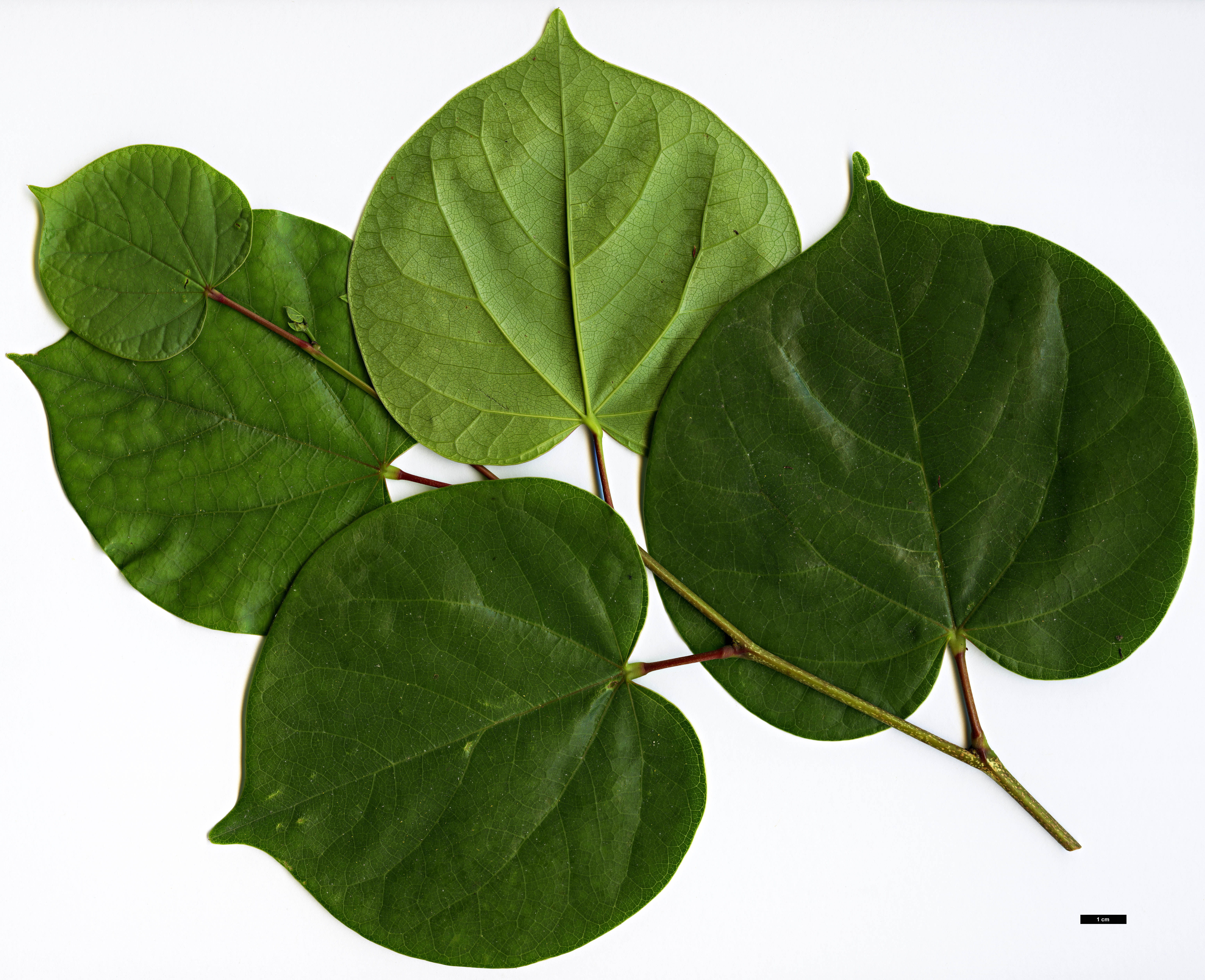 High resolution image: Family: Fabaceae - Genus: Cercis - Taxon: glabra