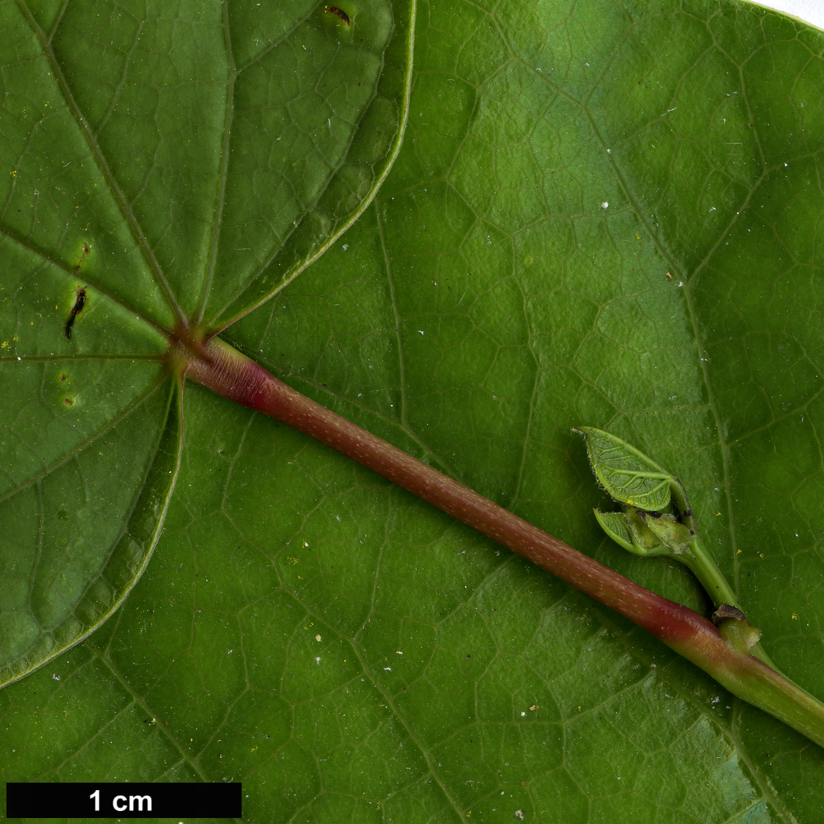 High resolution image: Family: Fabaceae - Genus: Cercis - Taxon: glabra
