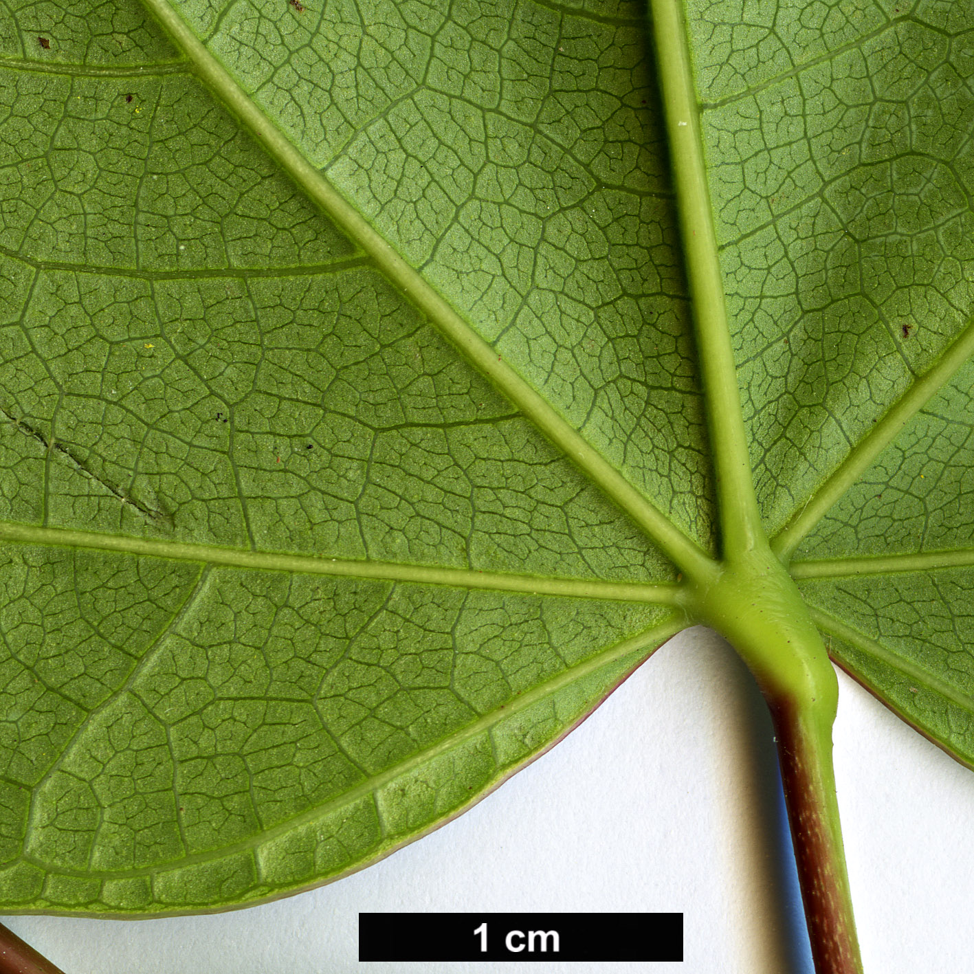 High resolution image: Family: Fabaceae - Genus: Cercis - Taxon: glabra