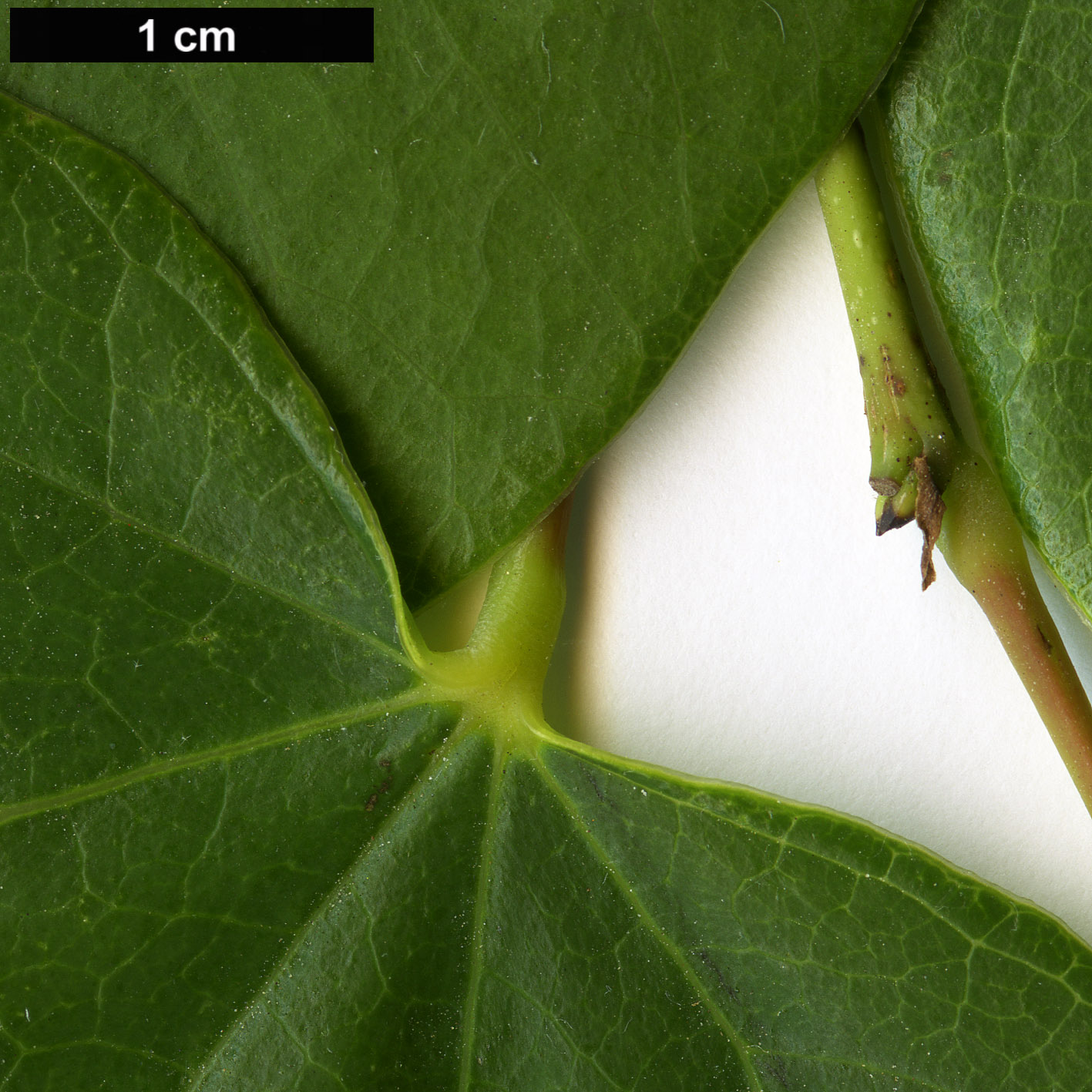 High resolution image: Family: Fabaceae - Genus: Cercis - Taxon: glabra