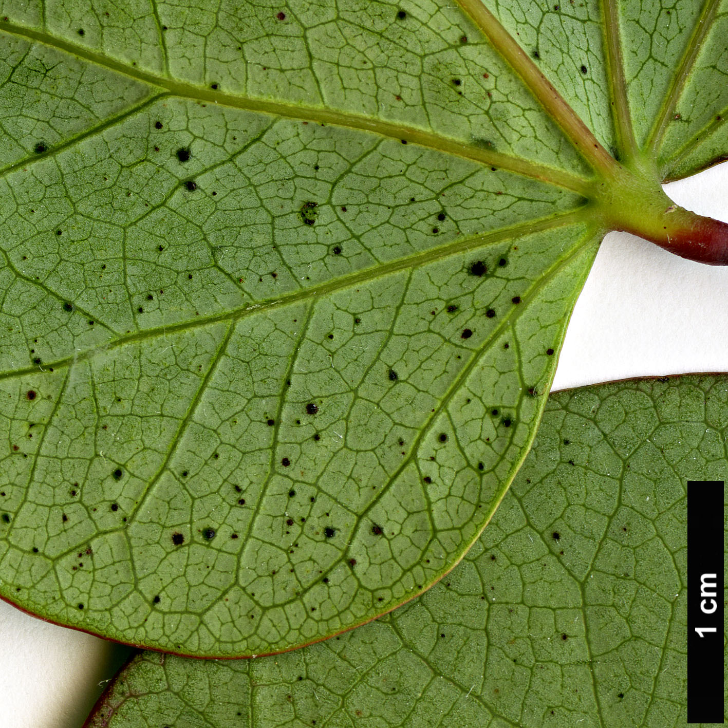 High resolution image: Family: Fabaceae - Genus: Cercis - Taxon: griffithii