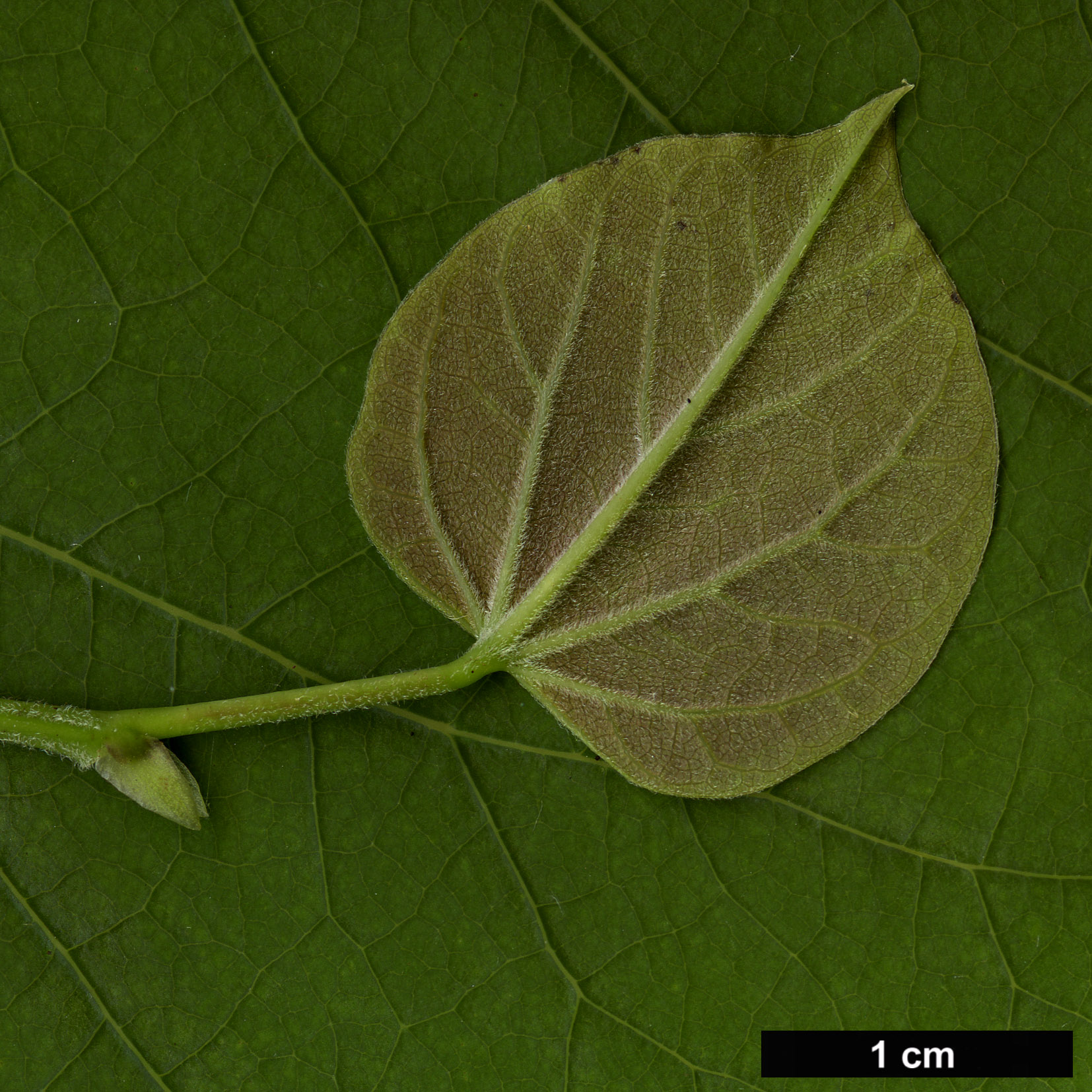 High resolution image: Family: Fabaceae - Genus: Cercis - Taxon: racemosa