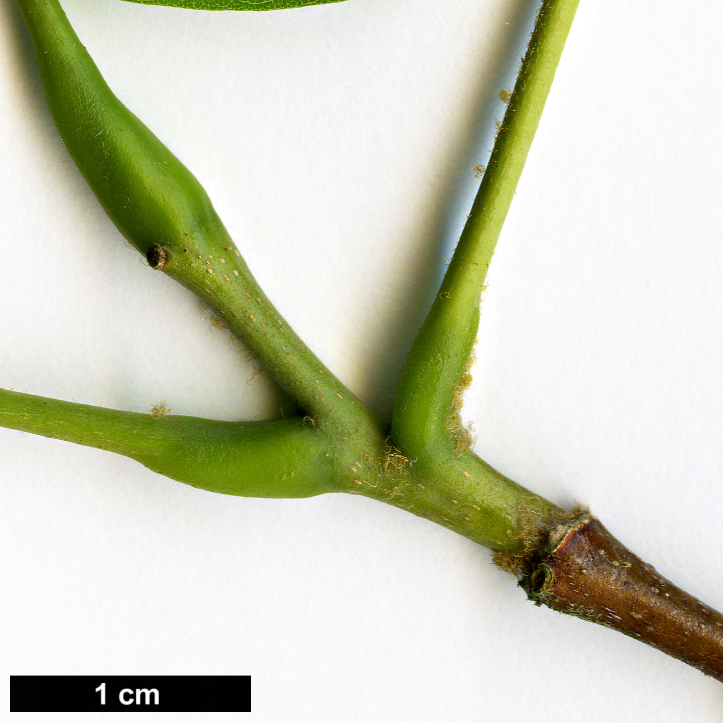 High resolution image: Family: Fabaceae - Genus: Cladrastis - Taxon: delavayi