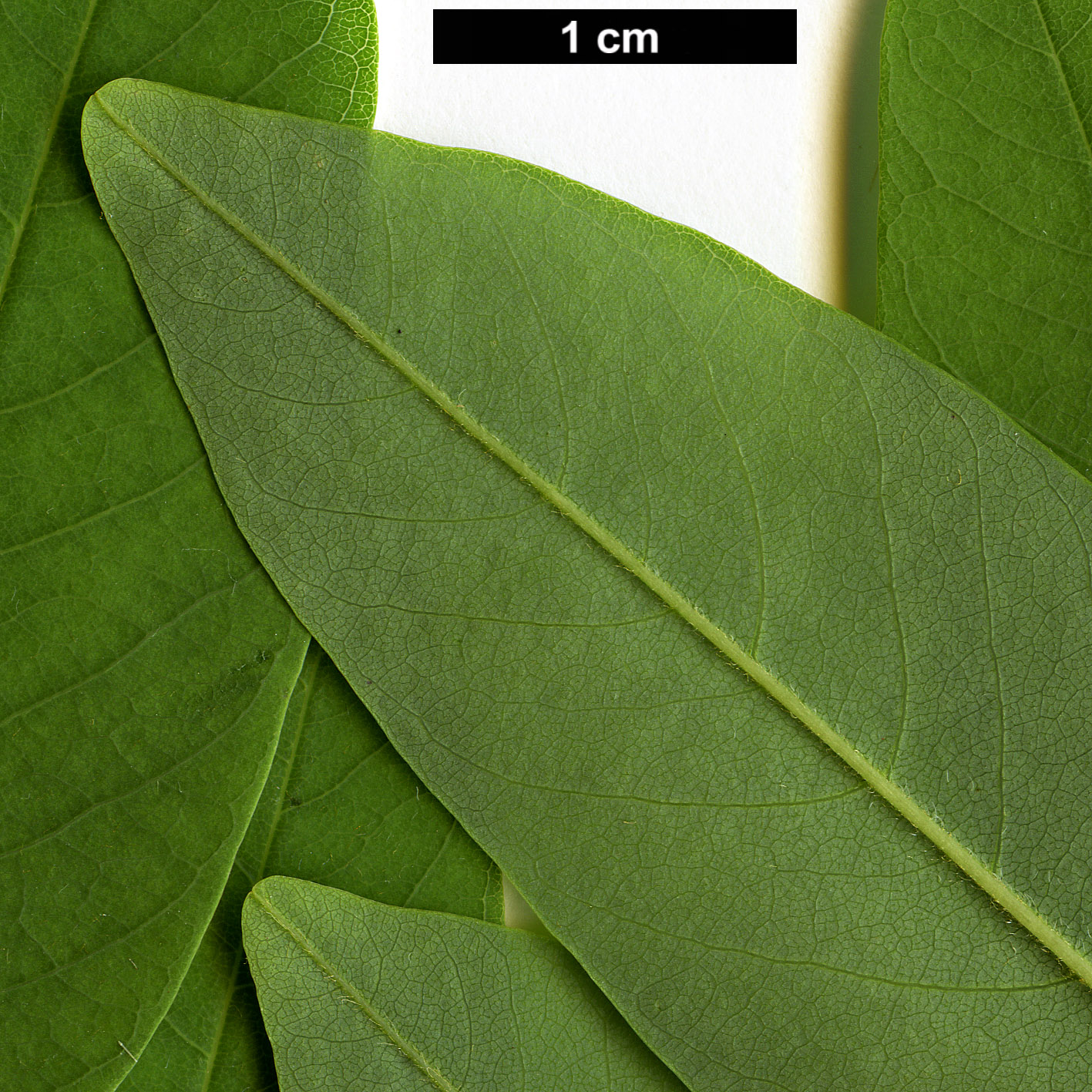 High resolution image: Family: Fabaceae - Genus: Cladrastis - Taxon: delavayi