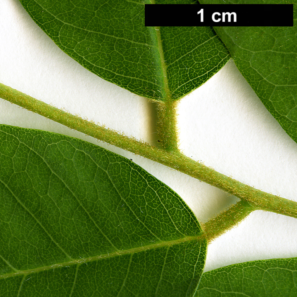 High resolution image: Family: Fabaceae - Genus: Cladrastis - Taxon: delavayi