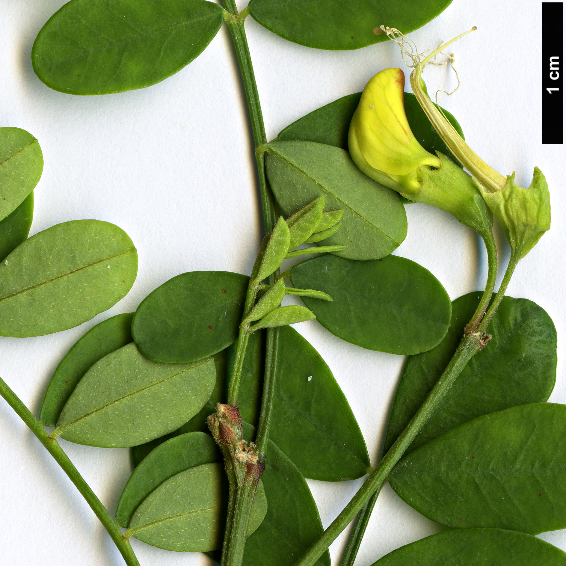 High resolution image: Family: Fabaceae - Genus: Coronilla - Taxon: valentina