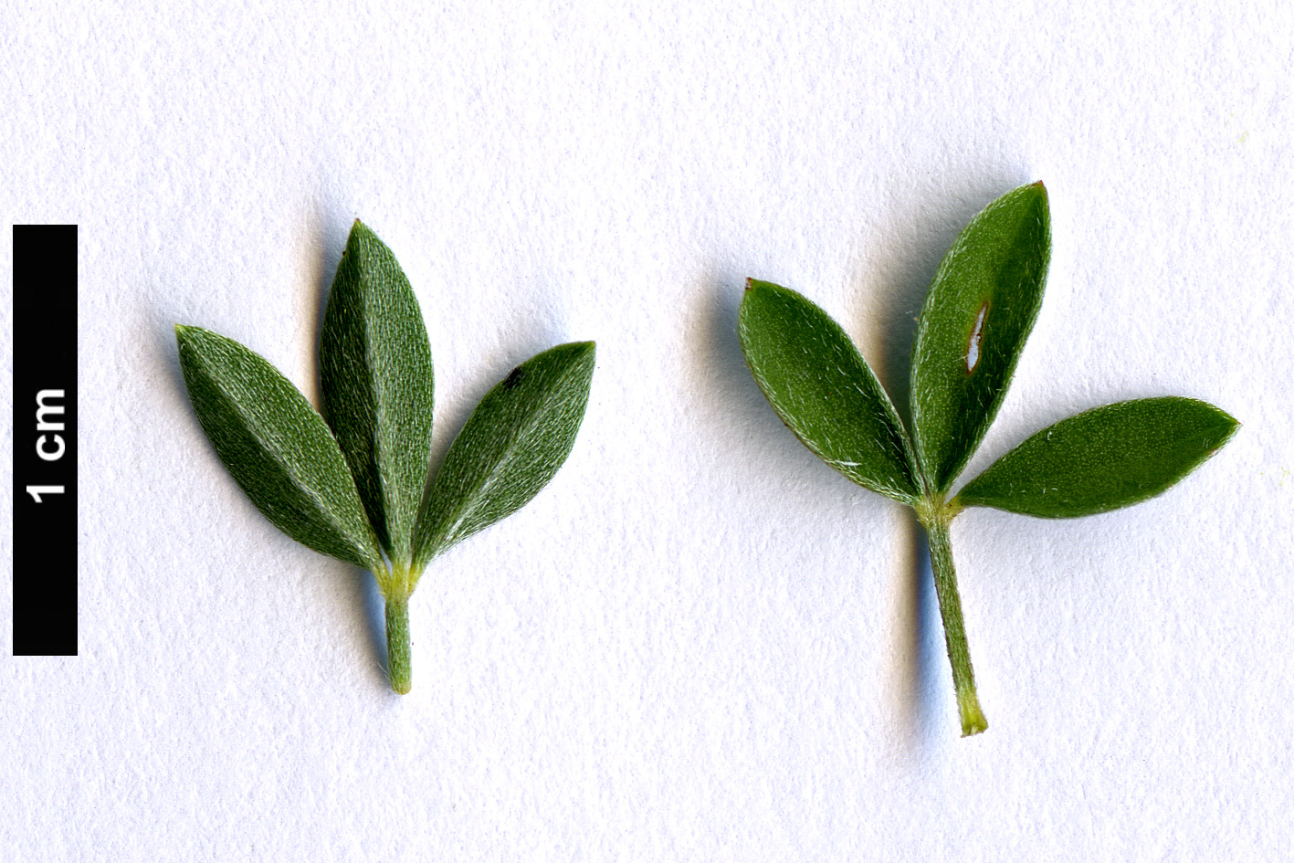 High resolution image: Family: Fabaceae - Genus: Cytisus - Taxon: spinescens