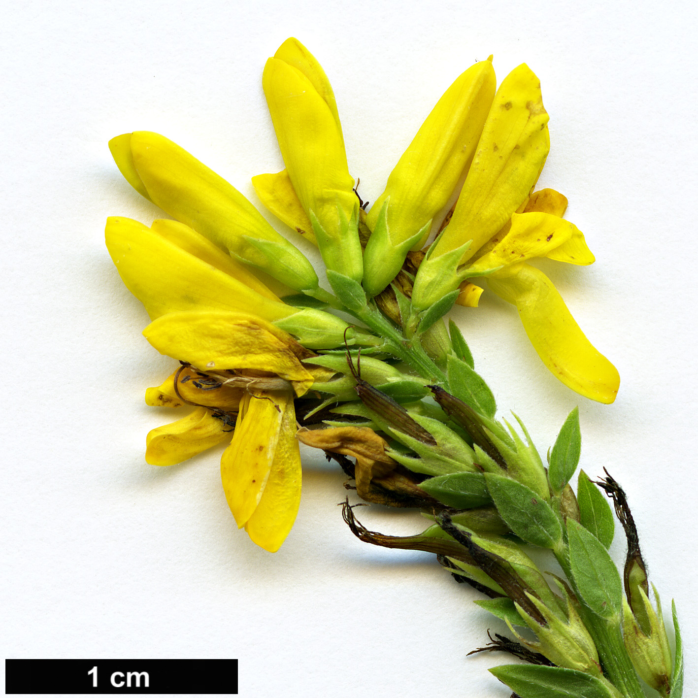 High resolution image: Family: Fabaceae - Genus: Genista - Taxon: tinctoria