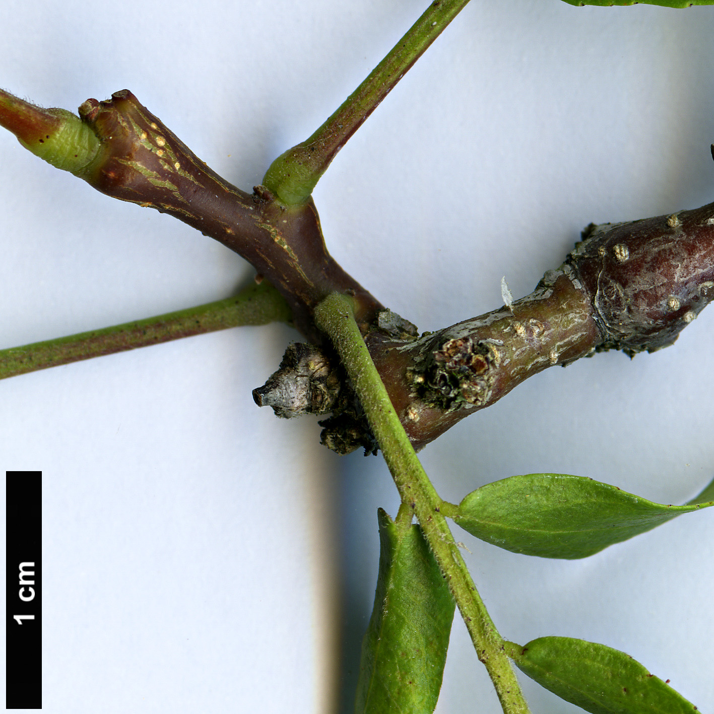 High resolution image: Family: Fabaceae - Genus: Gleditsia - Taxon: aquatica