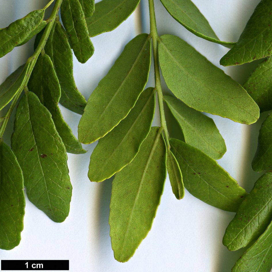 High resolution image: Family: Fabaceae - Genus: Gleditsia - Taxon: aquatica