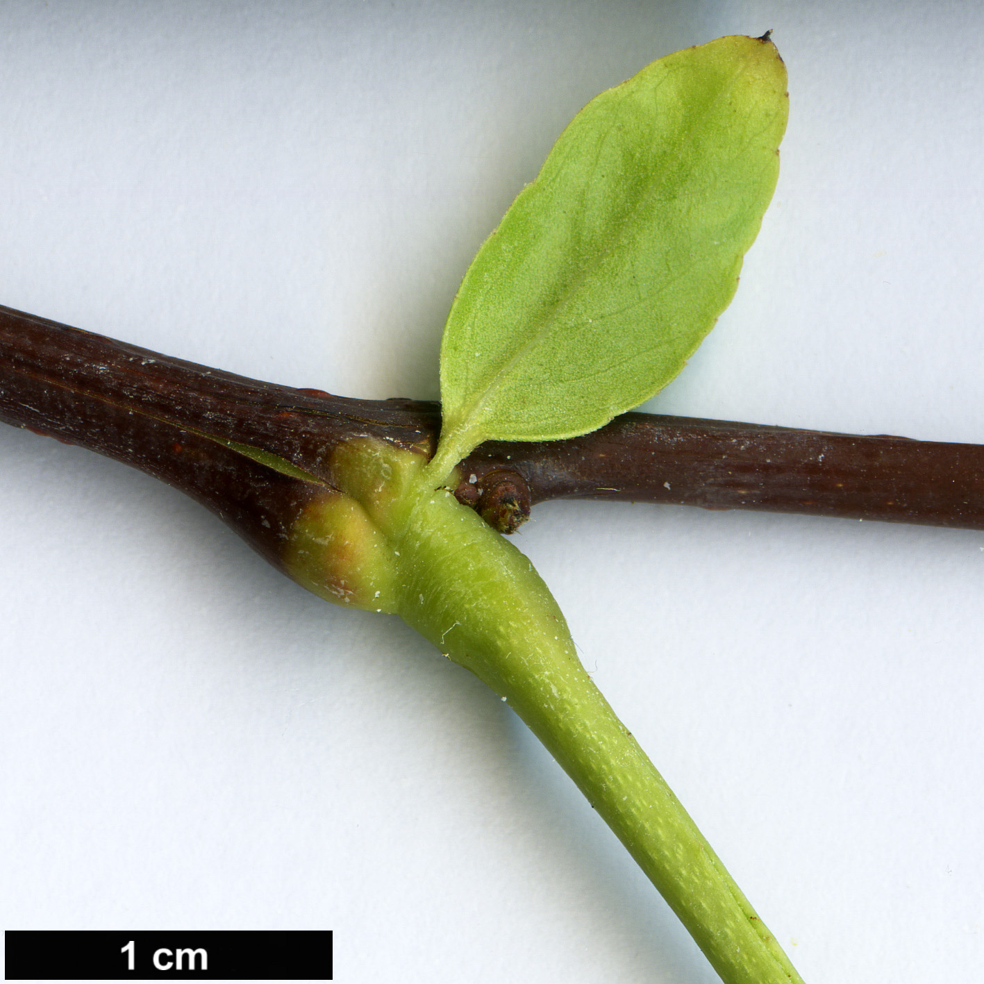 High resolution image: Family: Fabaceae - Genus: Gleditsia - Taxon: japonica