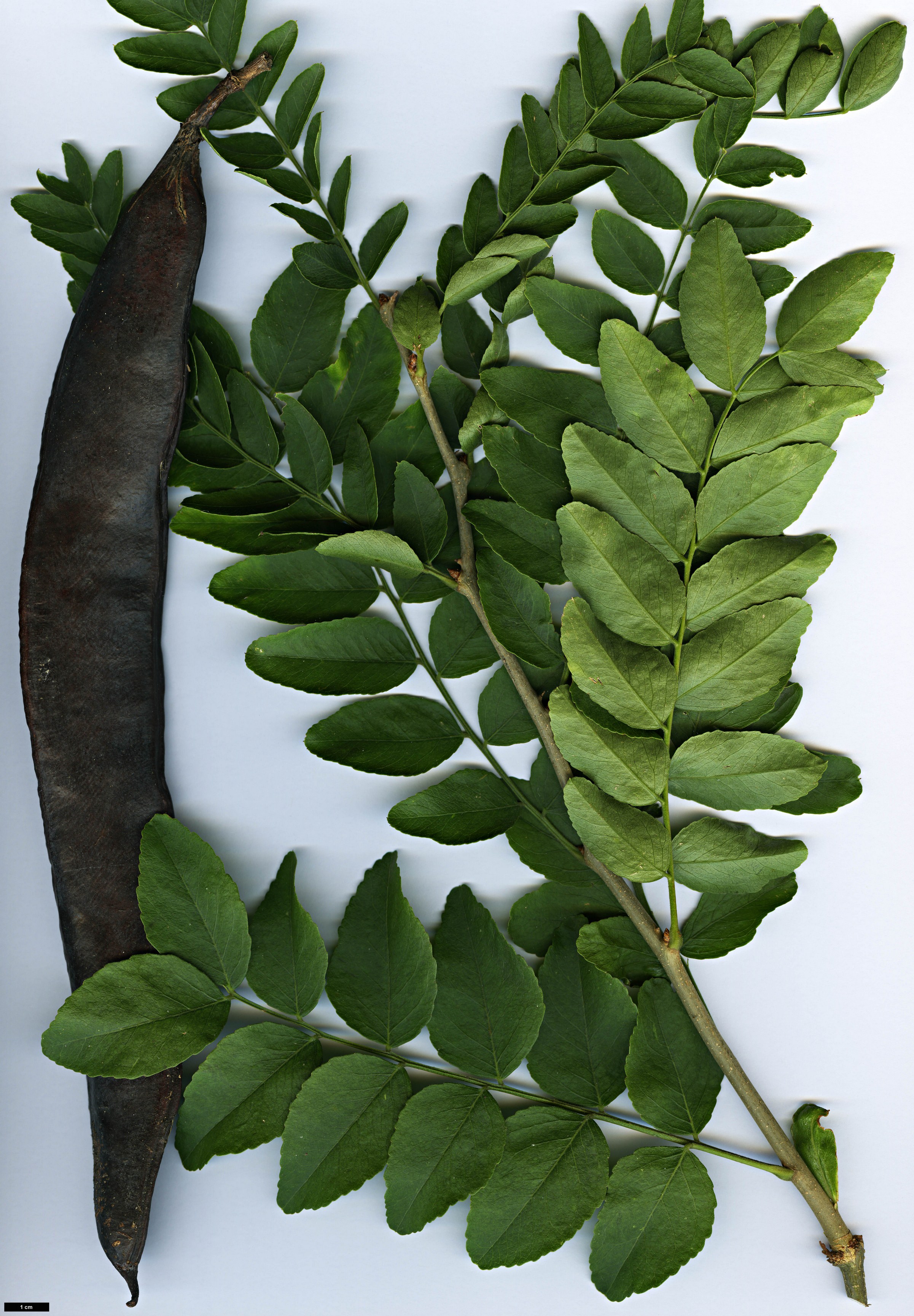 High resolution image: Family: Fabaceae - Genus: Gleditsia - Taxon: sinensis