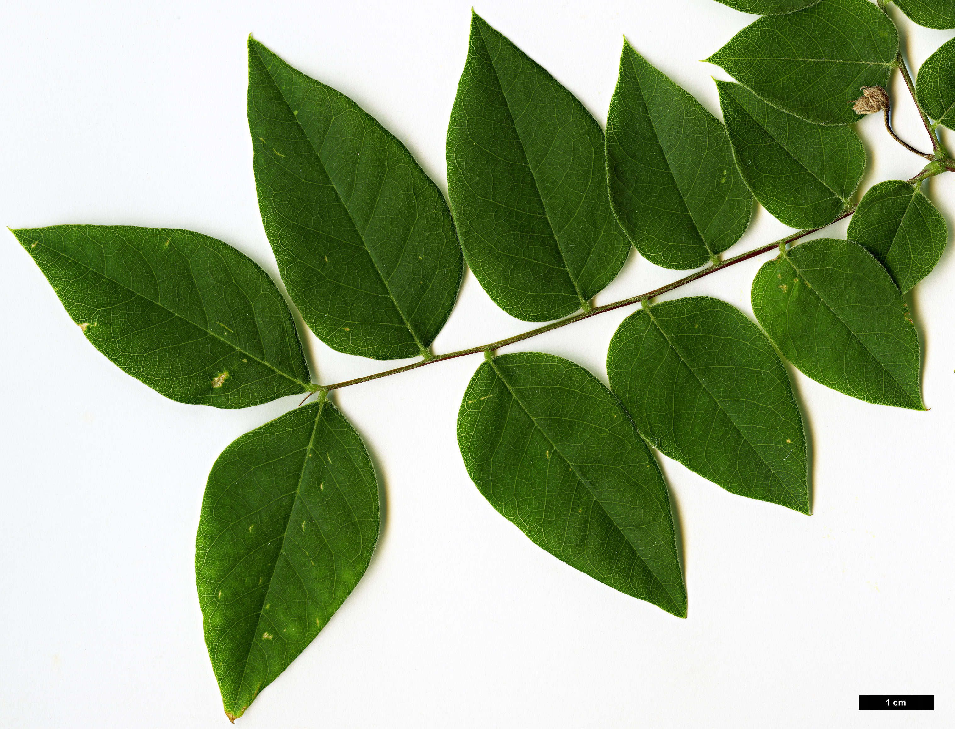 High resolution image: Family: Fabaceae - Genus: Gymnocladus - Taxon: dioica