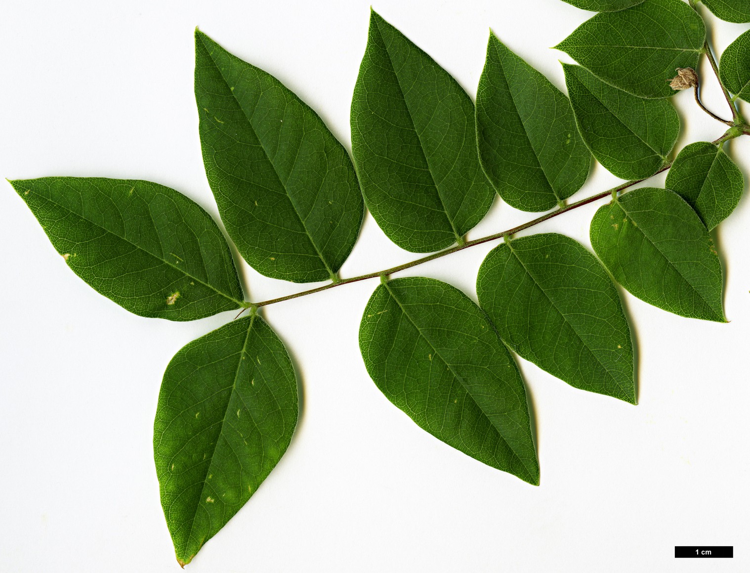 High resolution image: Family: Fabaceae - Genus: Gymnocladus - Taxon: dioicus