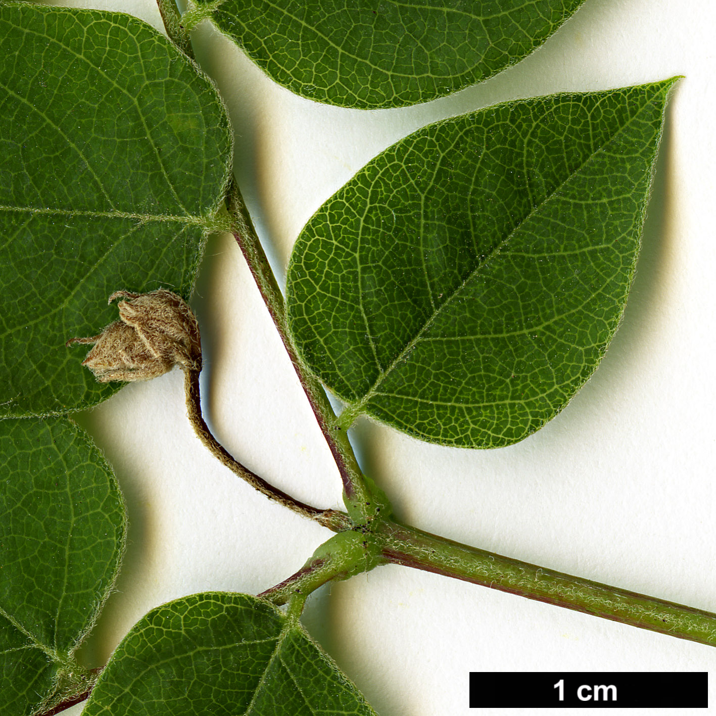 High resolution image: Family: Fabaceae - Genus: Gymnocladus - Taxon: dioicus