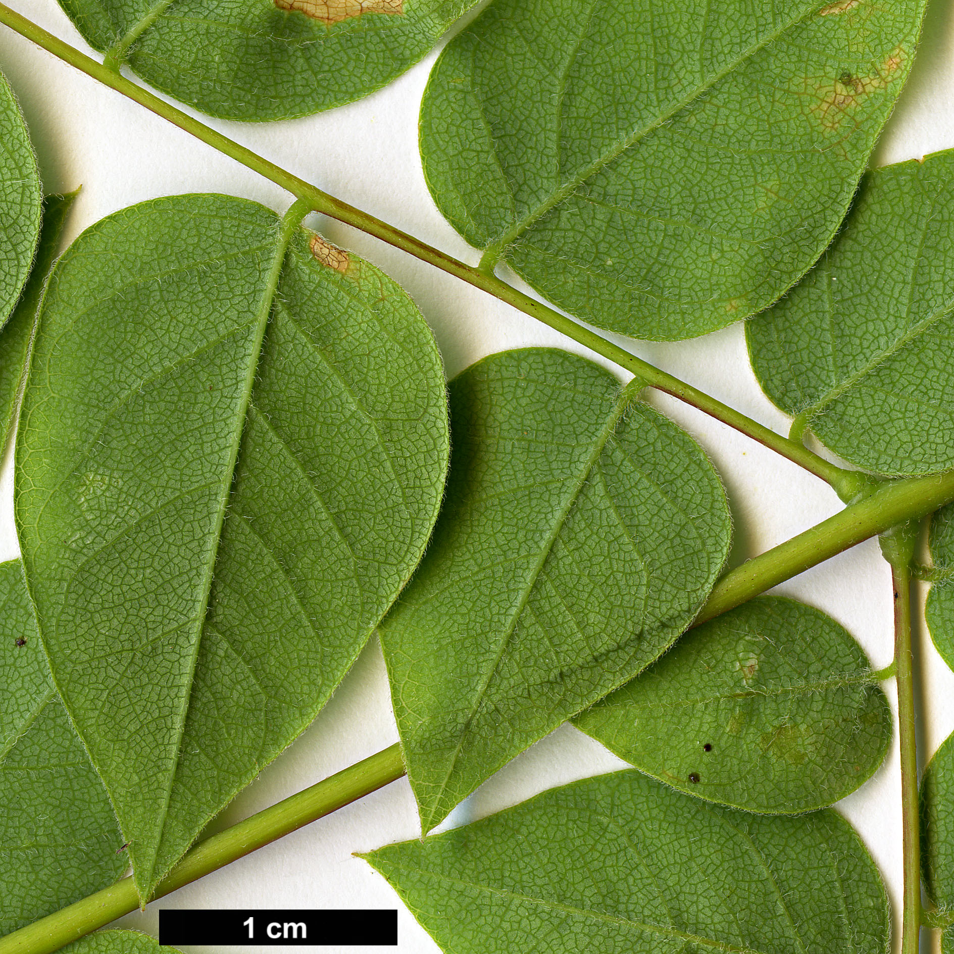 High resolution image: Family: Fabaceae - Genus: Gymnocladus - Taxon: dioicus