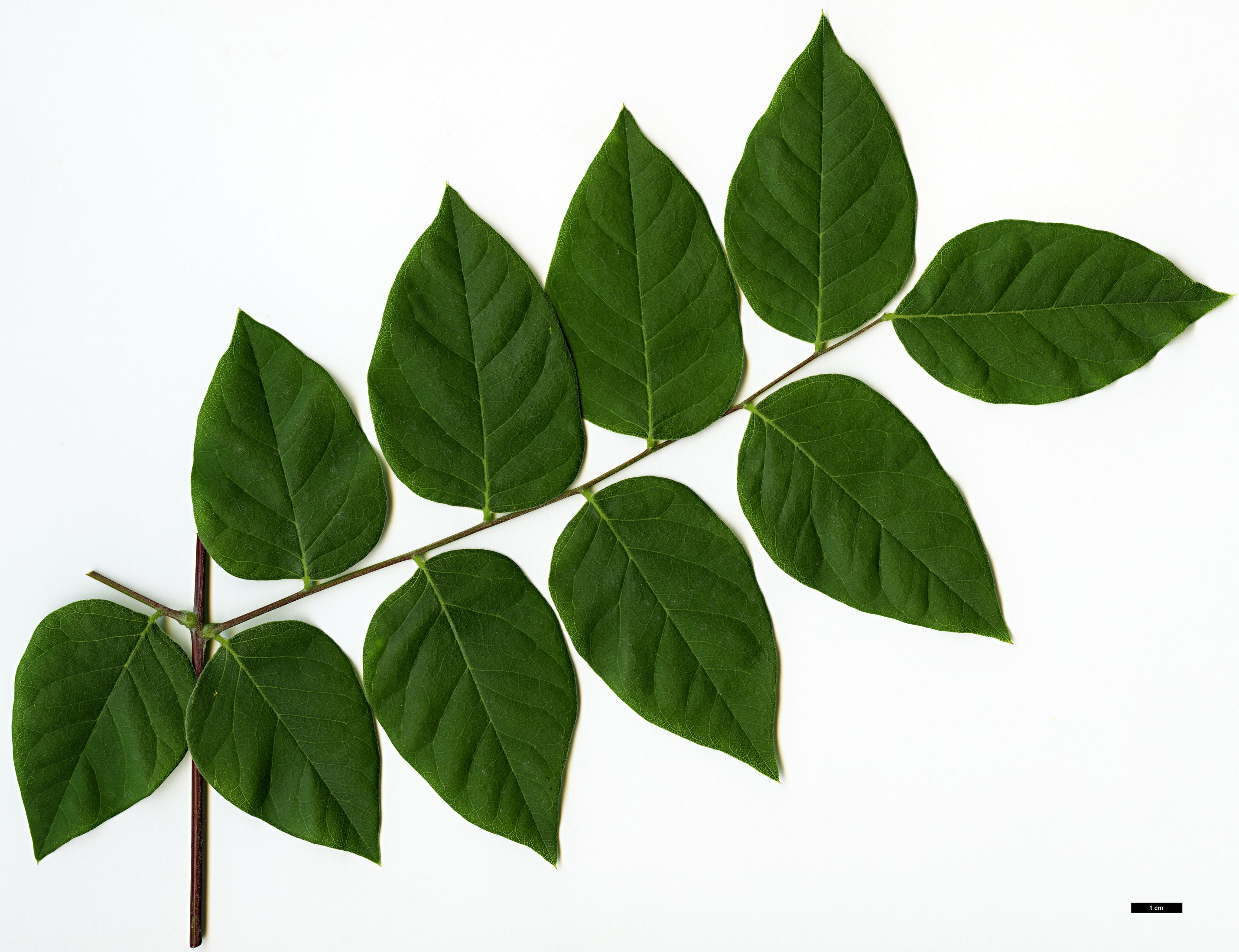 High resolution image: Family: Fabaceae - Genus: Gymnocladus - Taxon: dioicus