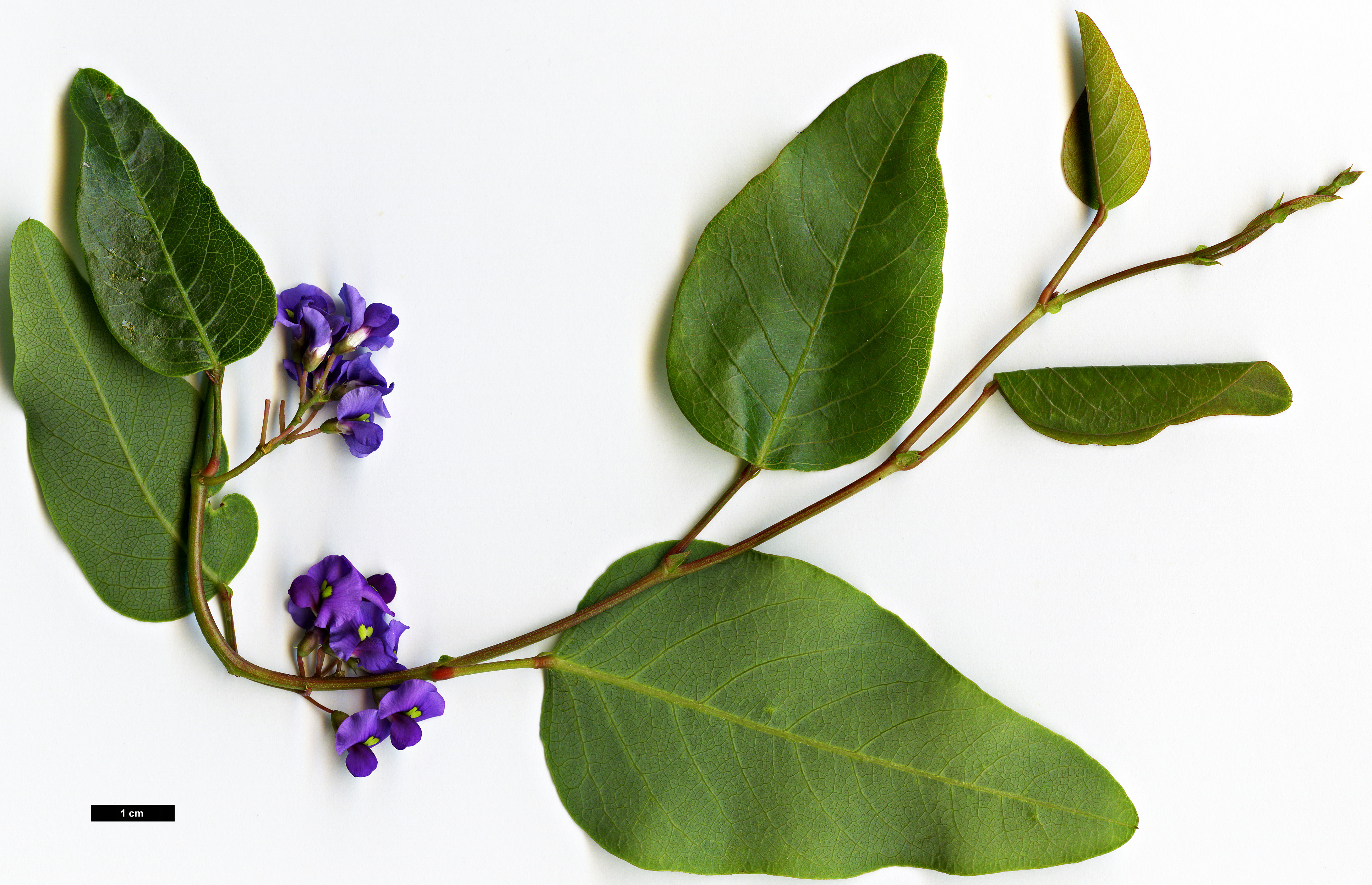 High resolution image: Family: Fabaceae - Genus: Hardenbergia - Taxon: violacea